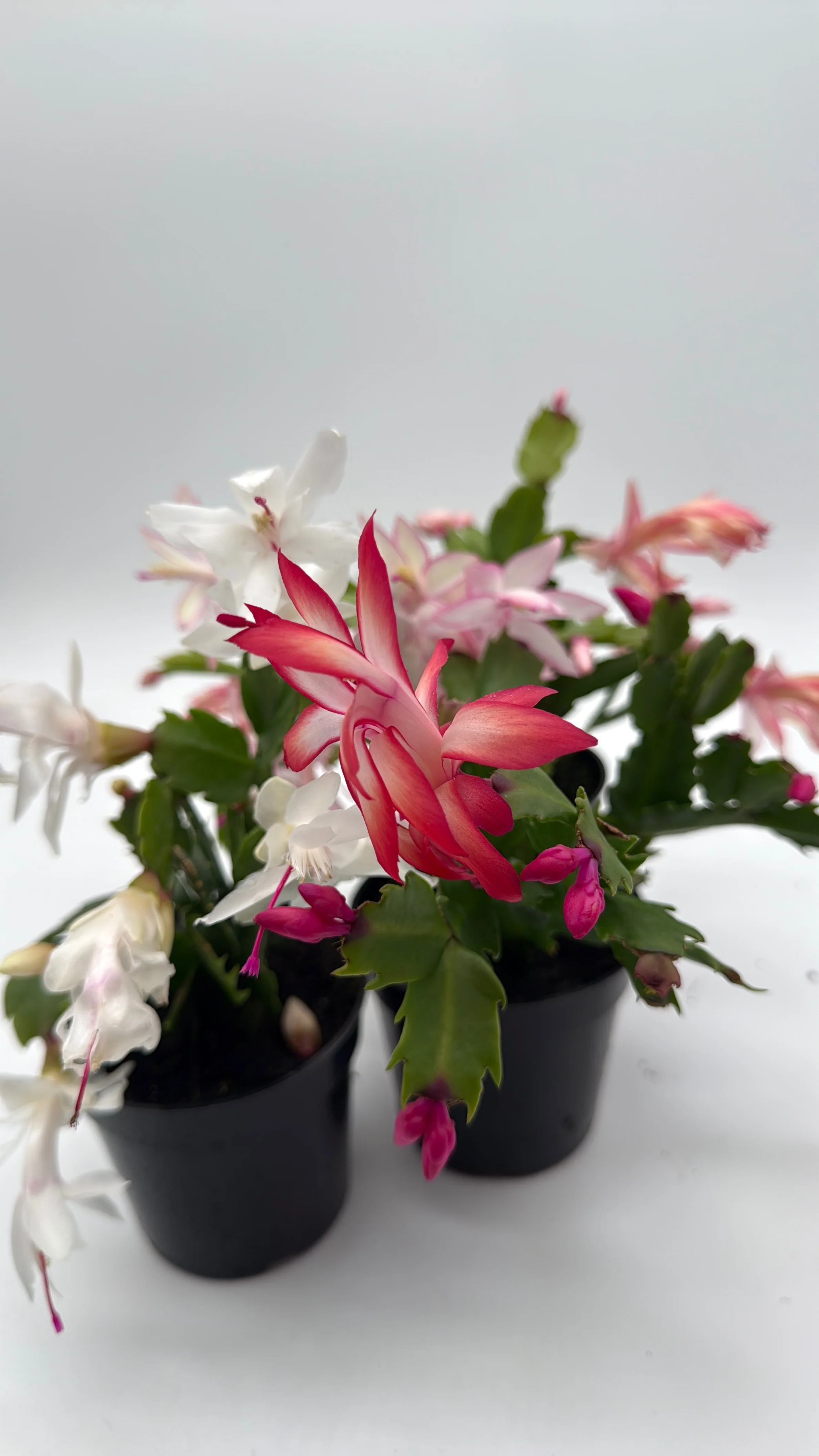 Christmas Cactus - Image 6