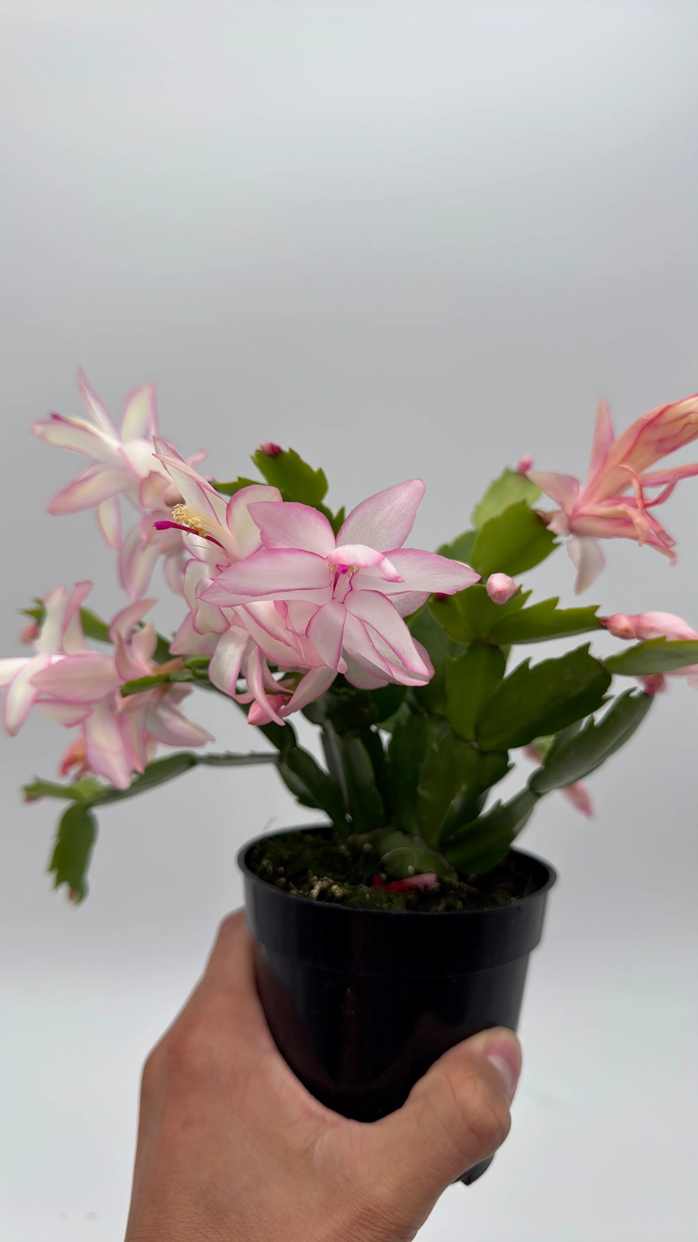 Christmas Cactus - Image 7