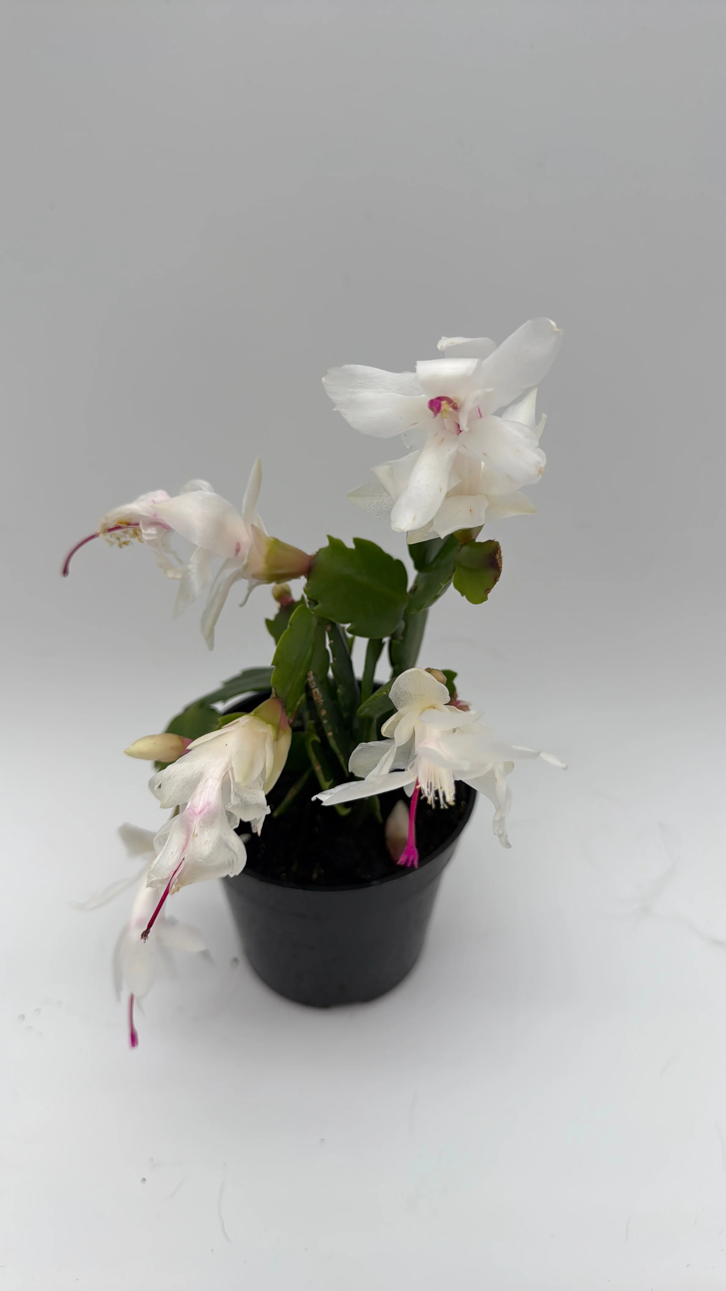 Christmas Cactus - Image 8