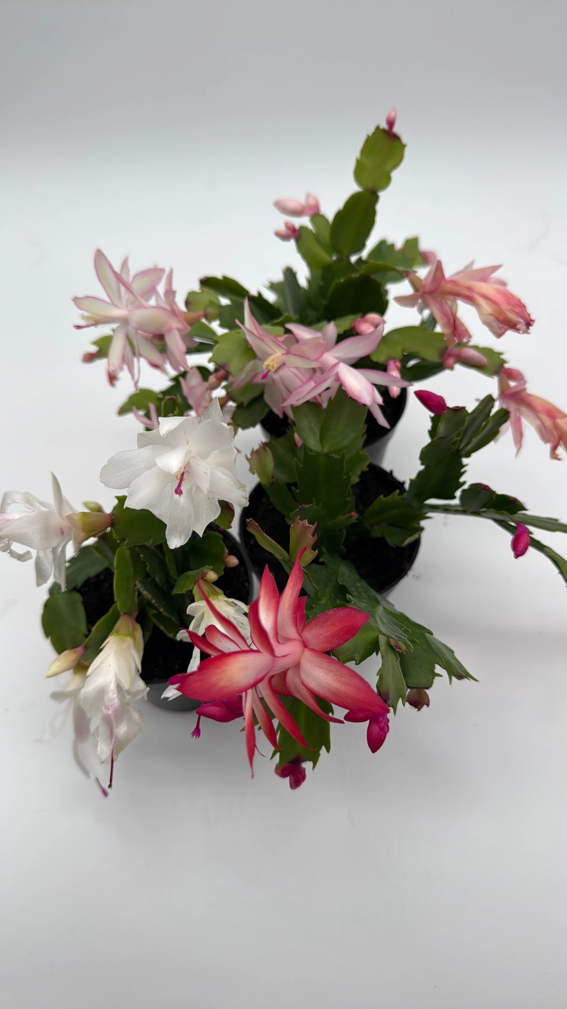 Christmas Cactus - Image 9