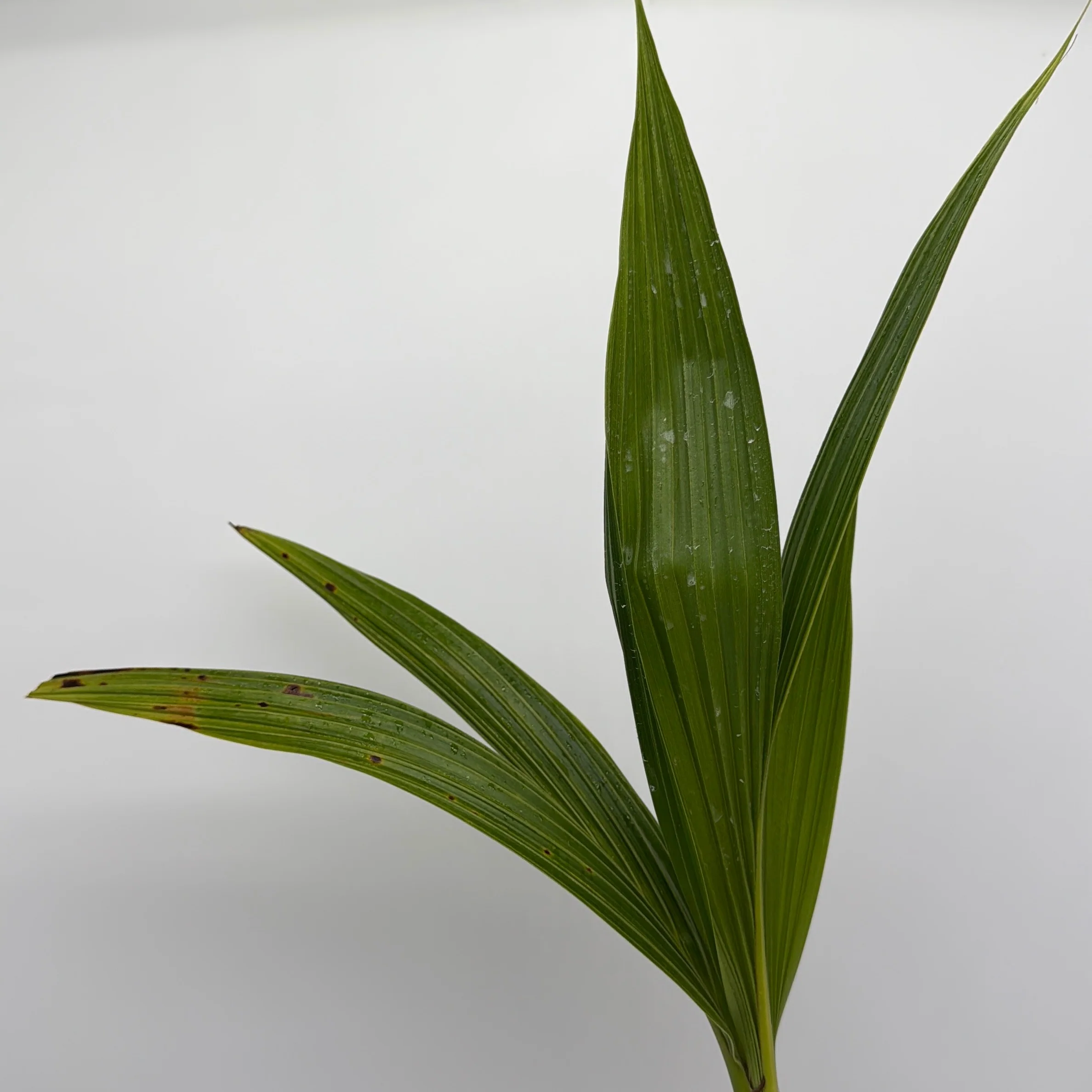 Coconut Palm (Cocos Nucifera) - Image 3