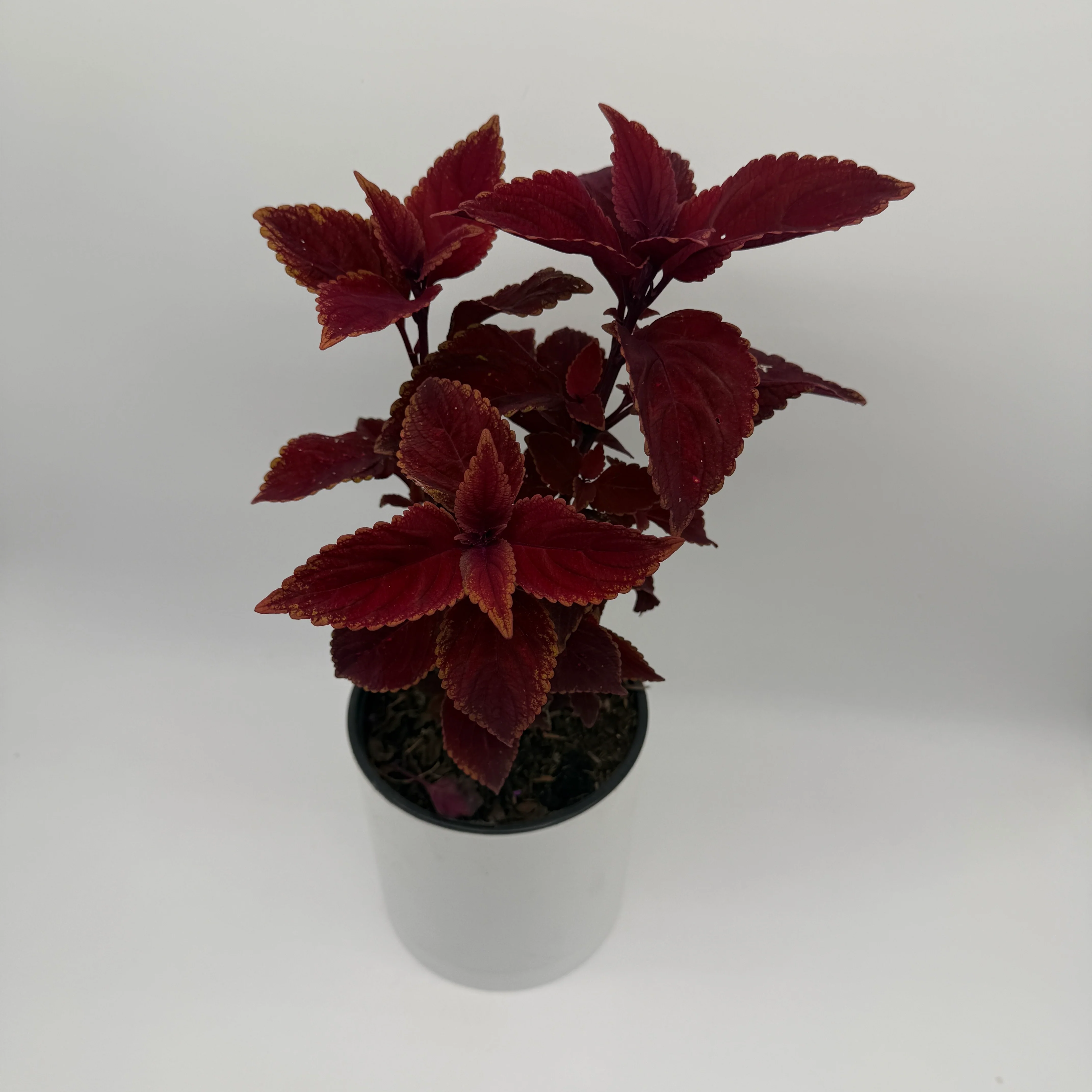 Coelus Plant - Image 3