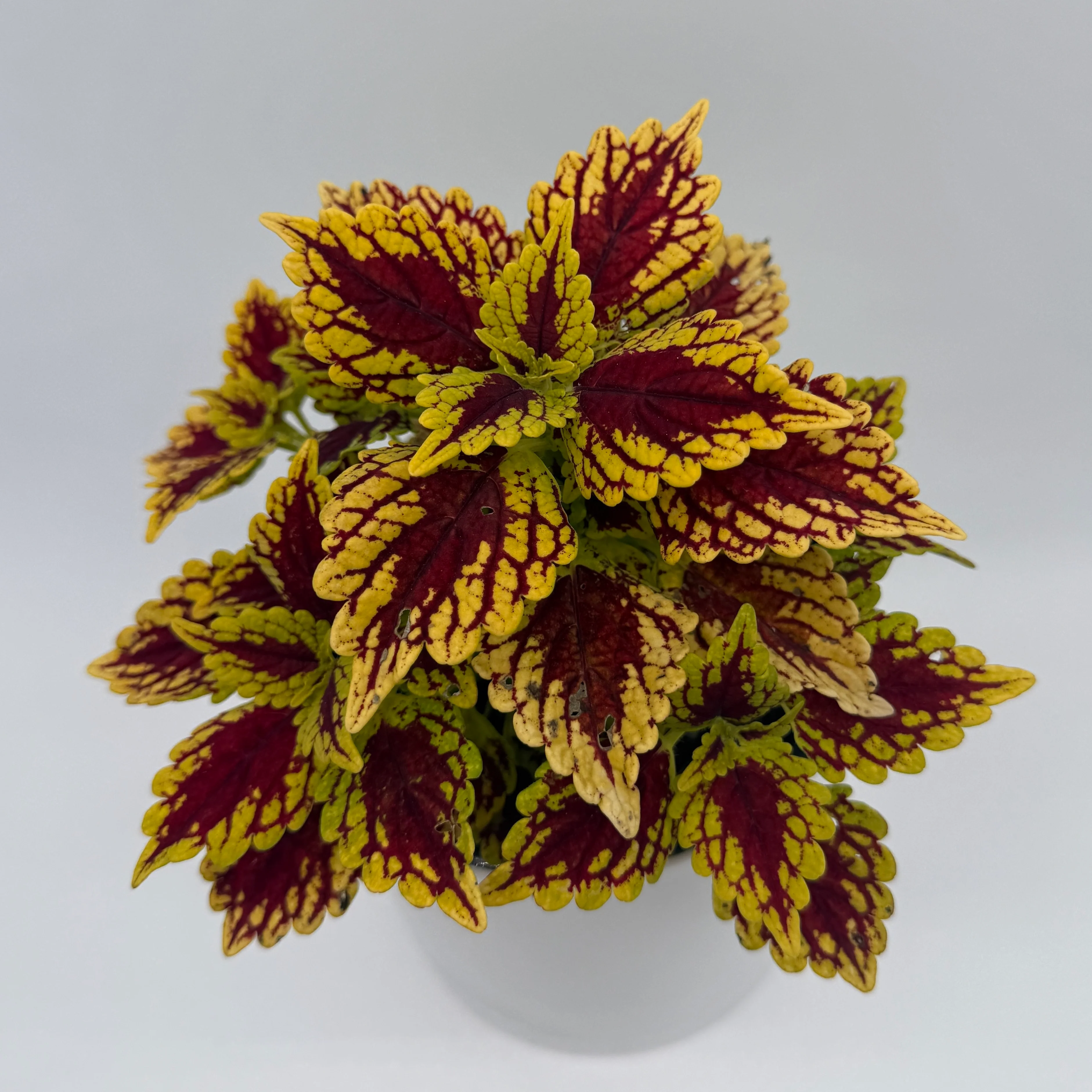Coelus Plant - Image 5