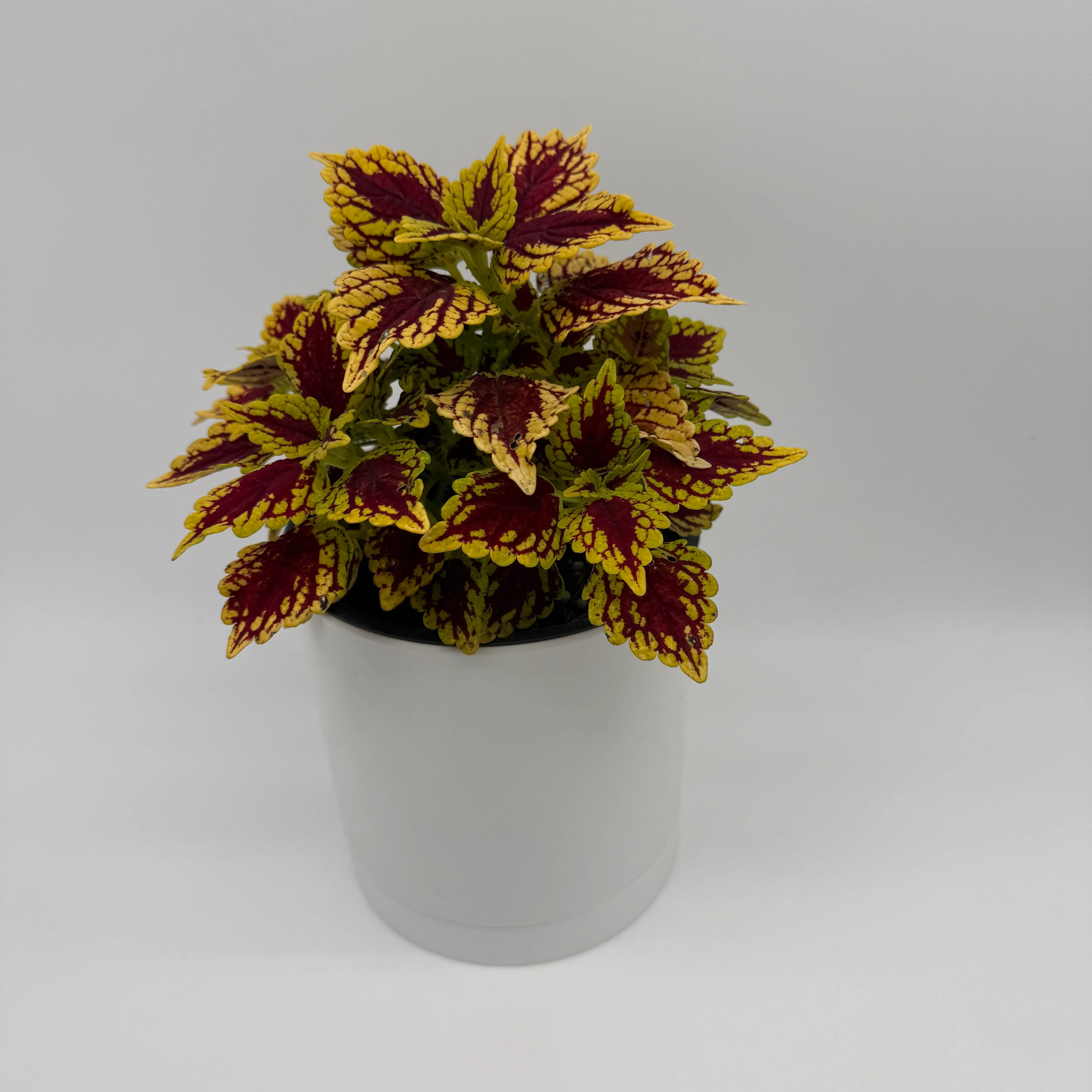 Coelus Plant - Image 6