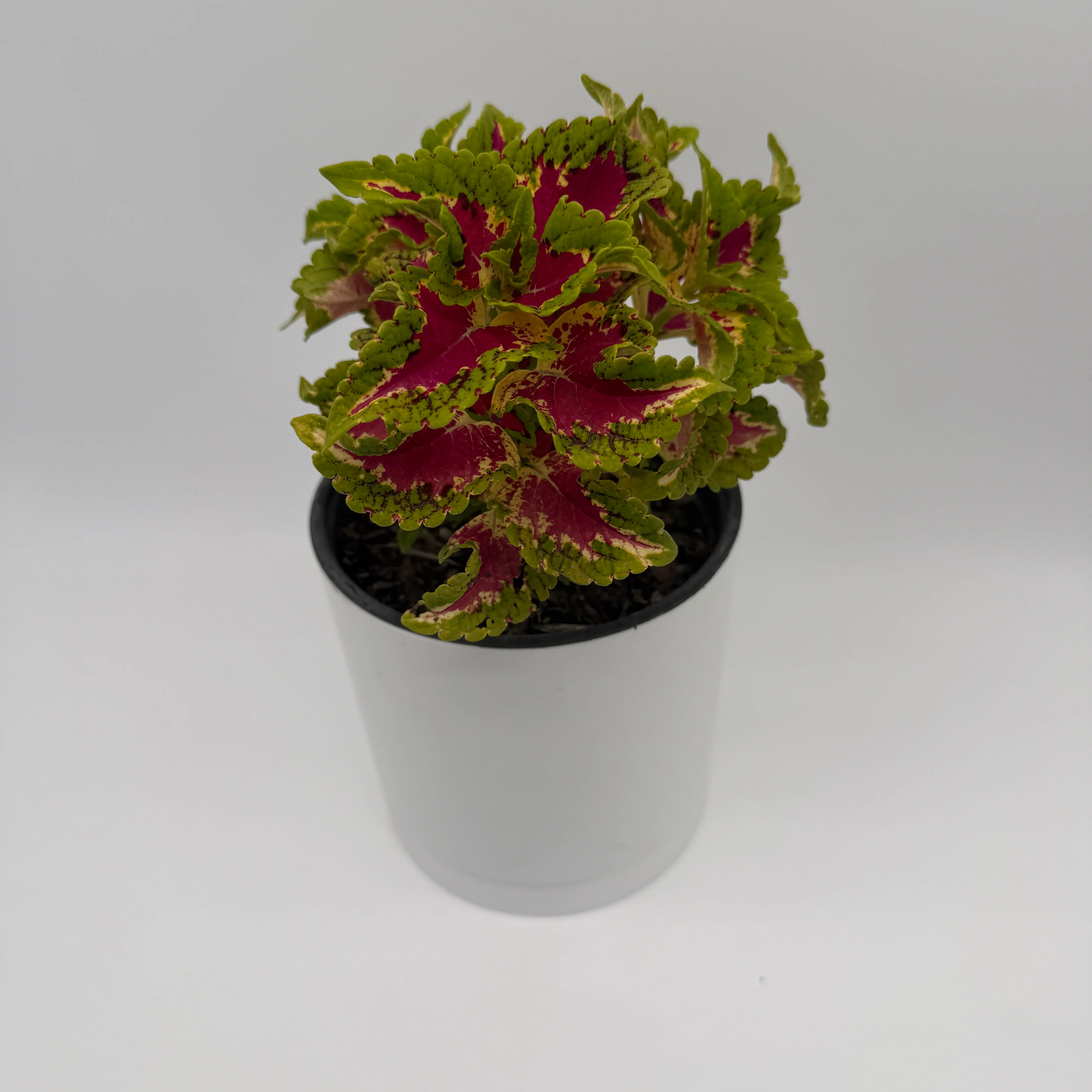 Coelus Plant - Image 7