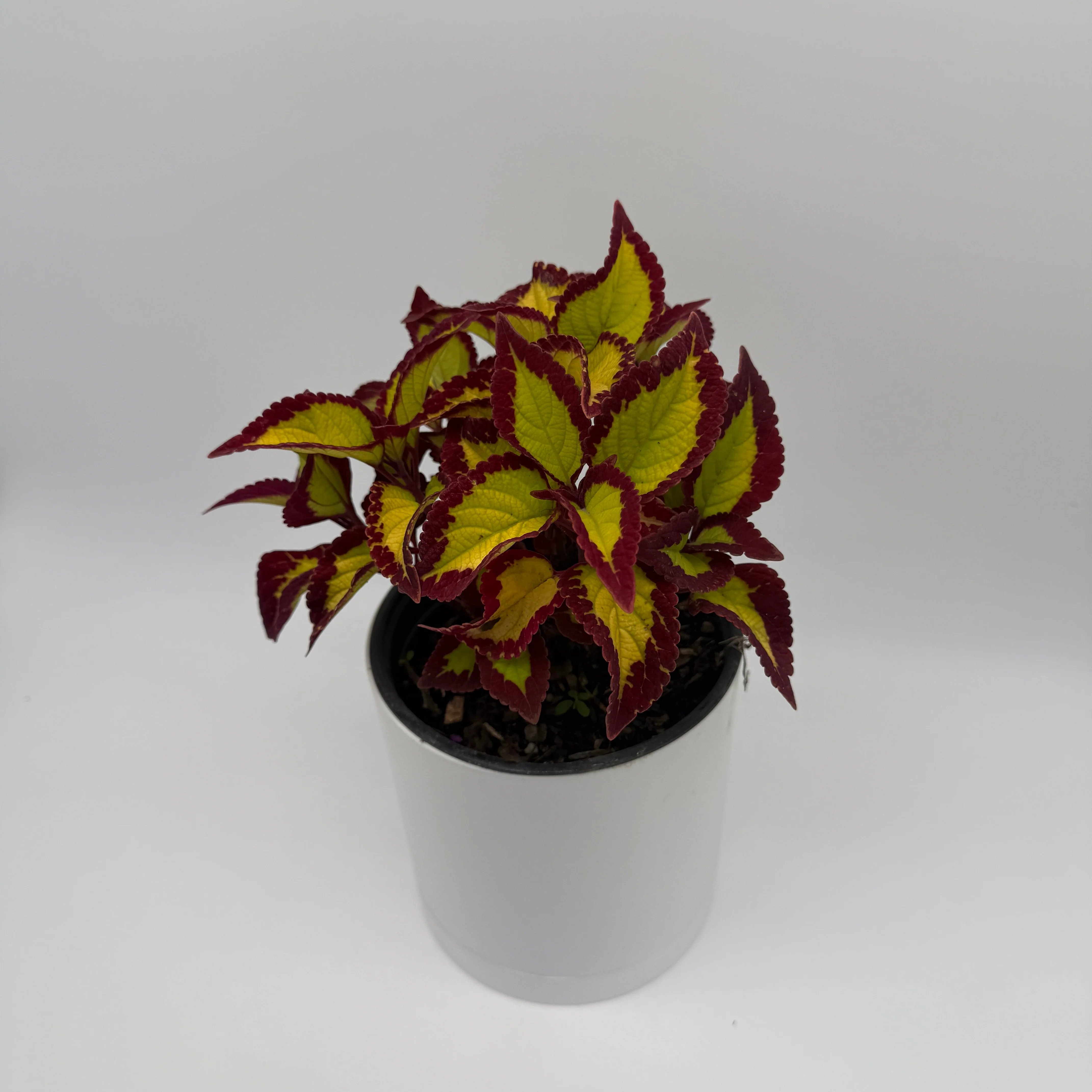 Coelus Plant - Image 8