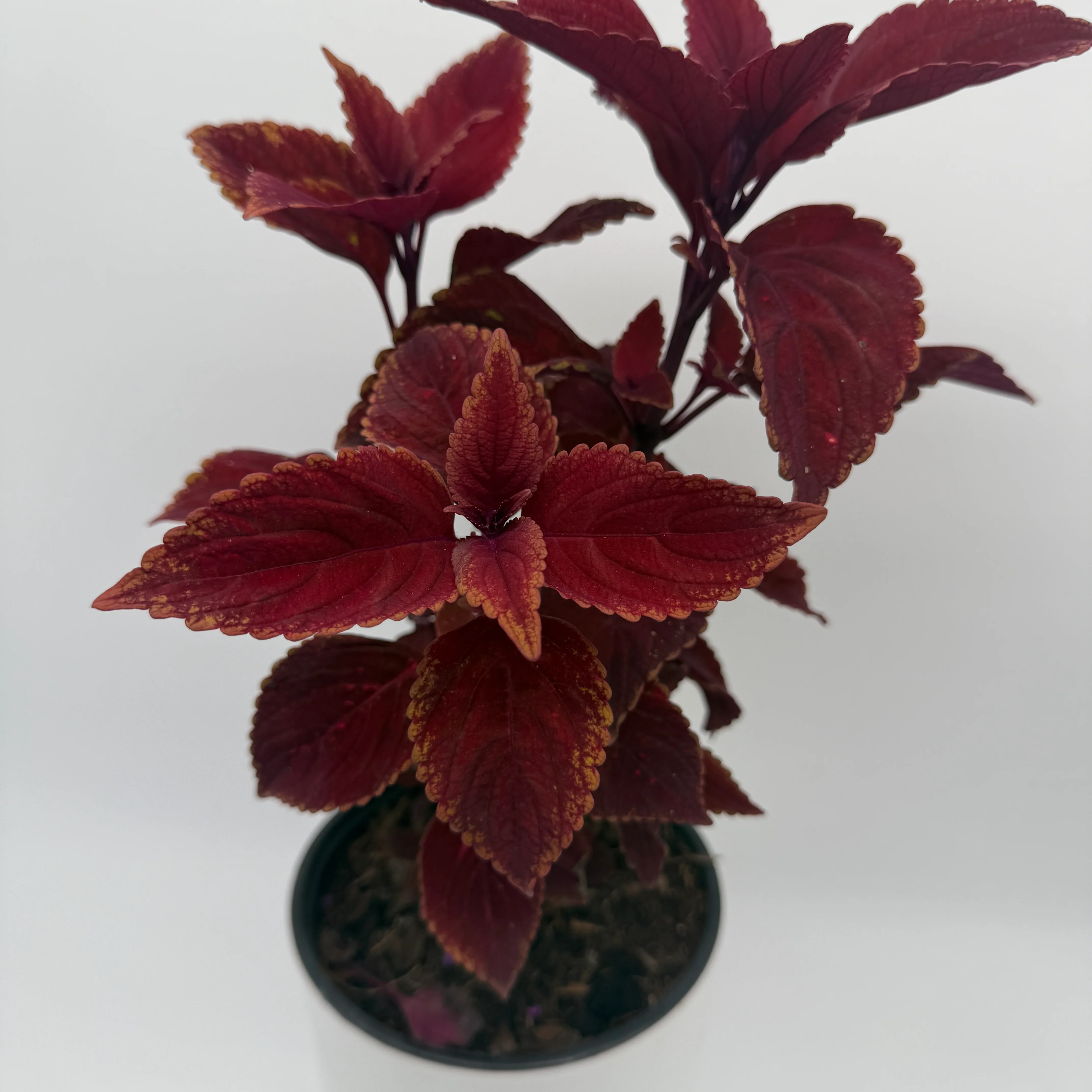 Coelus Plant - Image 9