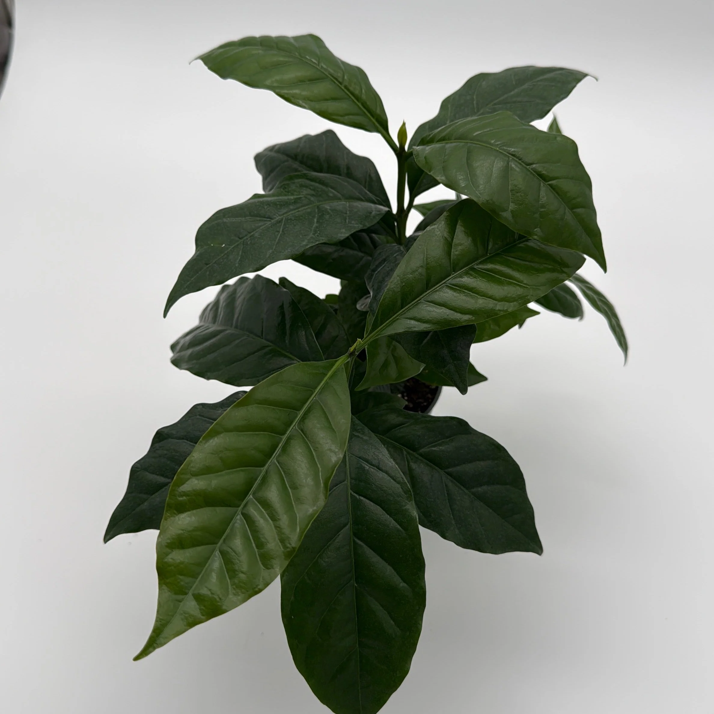 Coffee Plant Arabica - Image 2