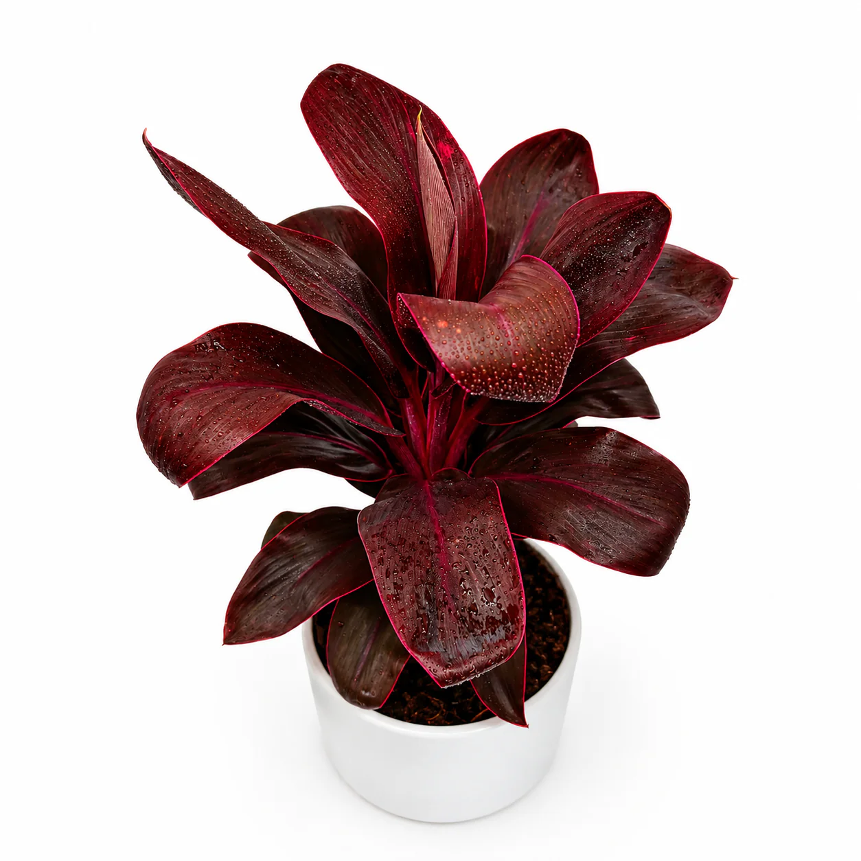 Cordyline ‘Roly’
