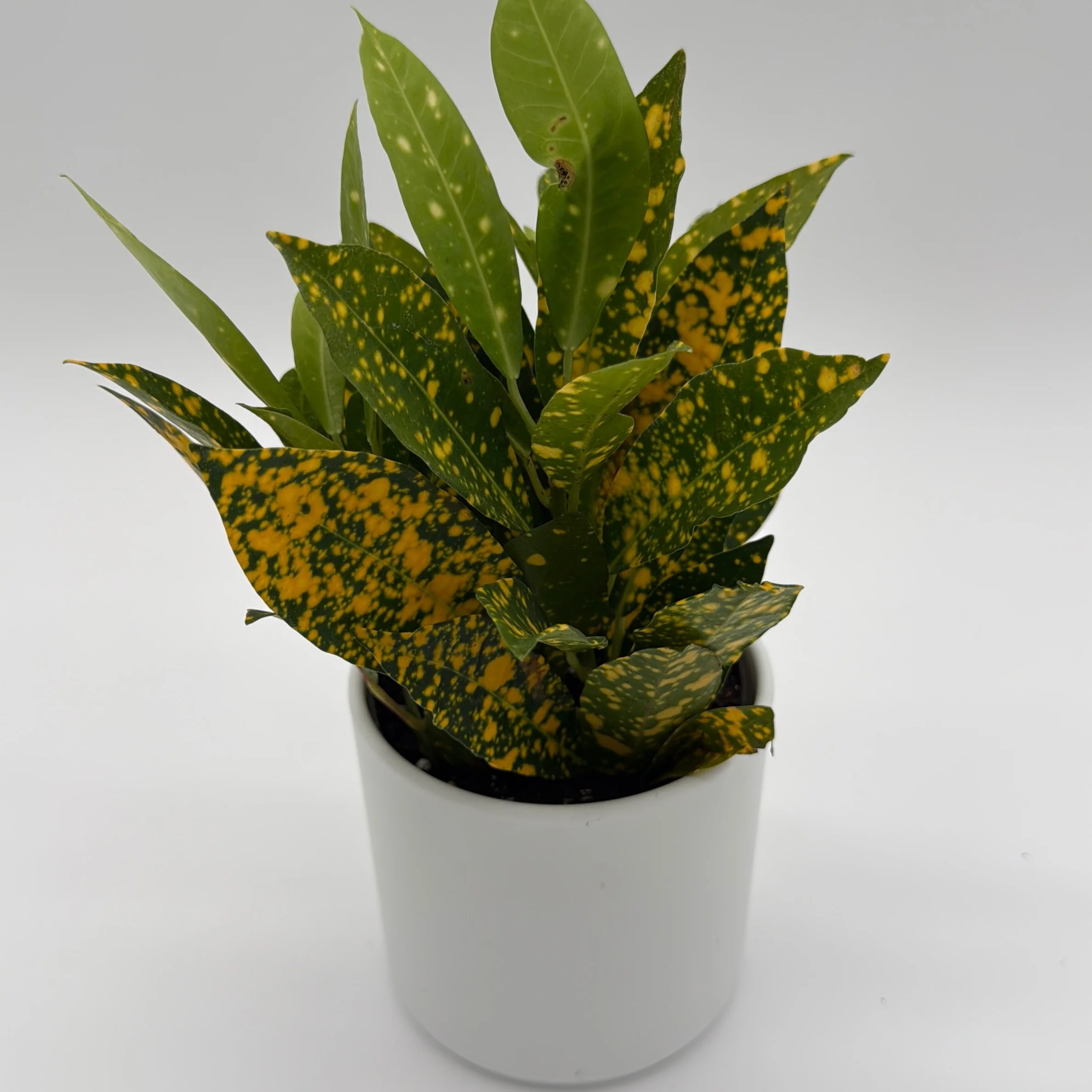 Croton Golden Dust