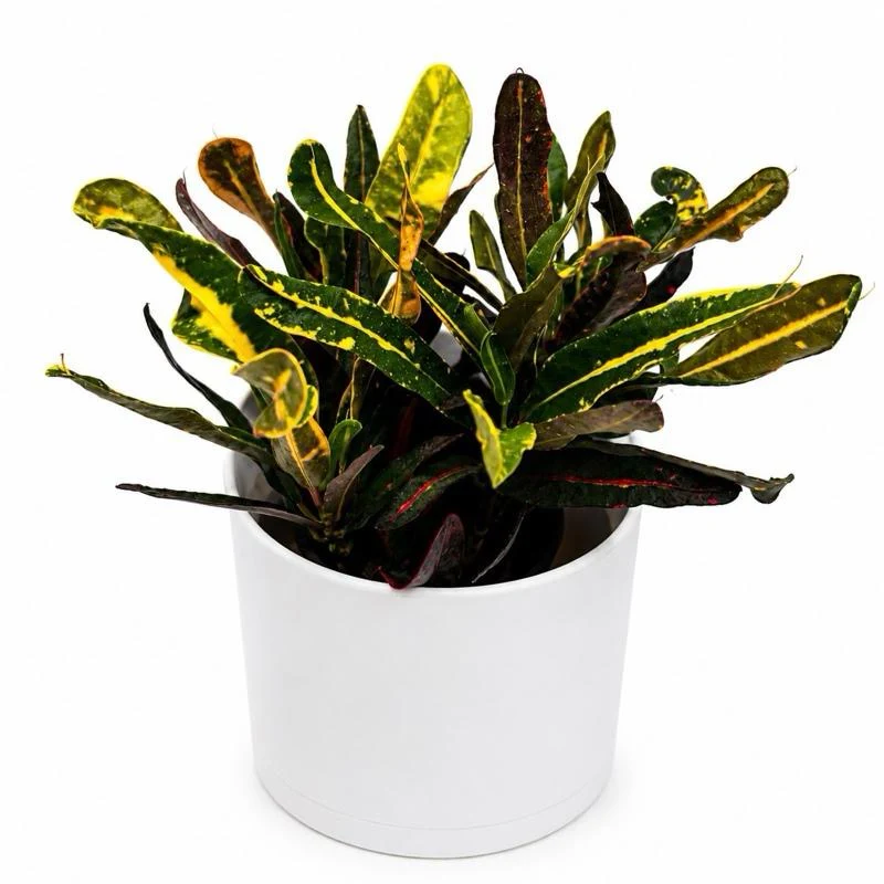 Croton ‘Midnight Gold’ - Image 2