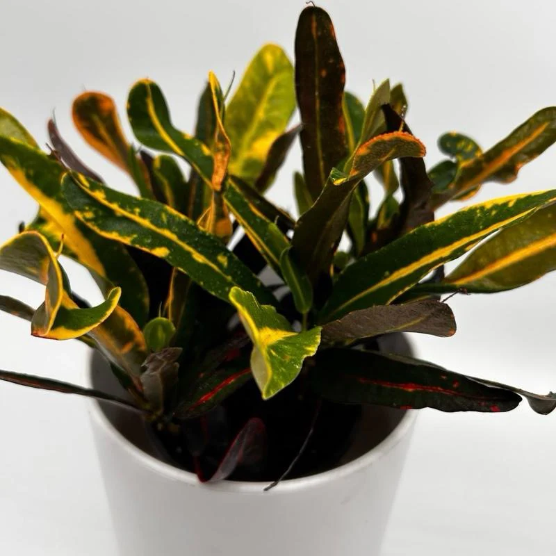 Croton ‘Midnight Gold’ - Image 3