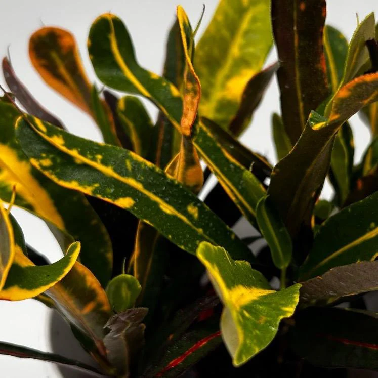 Croton ‘Midnight Gold’ - Image 4