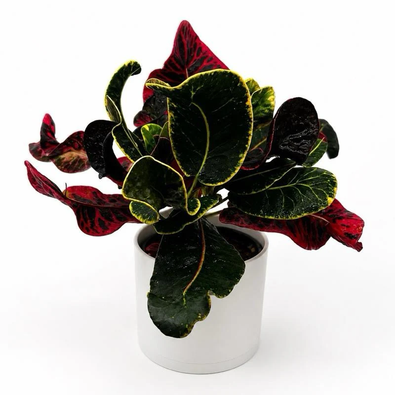 Croton ‘Thai Rose’ - Image 2