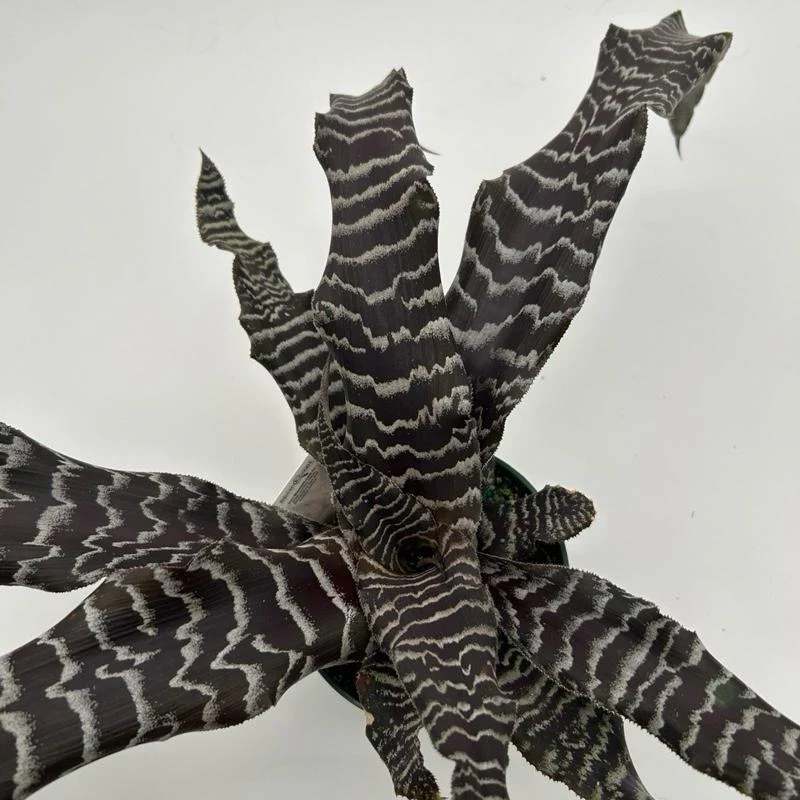 Cryptanthus Earth Star
