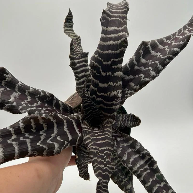 Cryptanthus Earth Star - Image 2