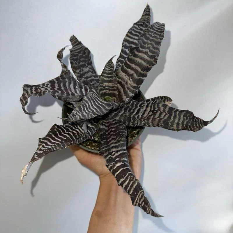 Cryptanthus Earth Star - Image 3