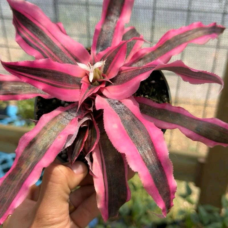 Cryptanthus Earth Star 'Red Baron' - Image 2