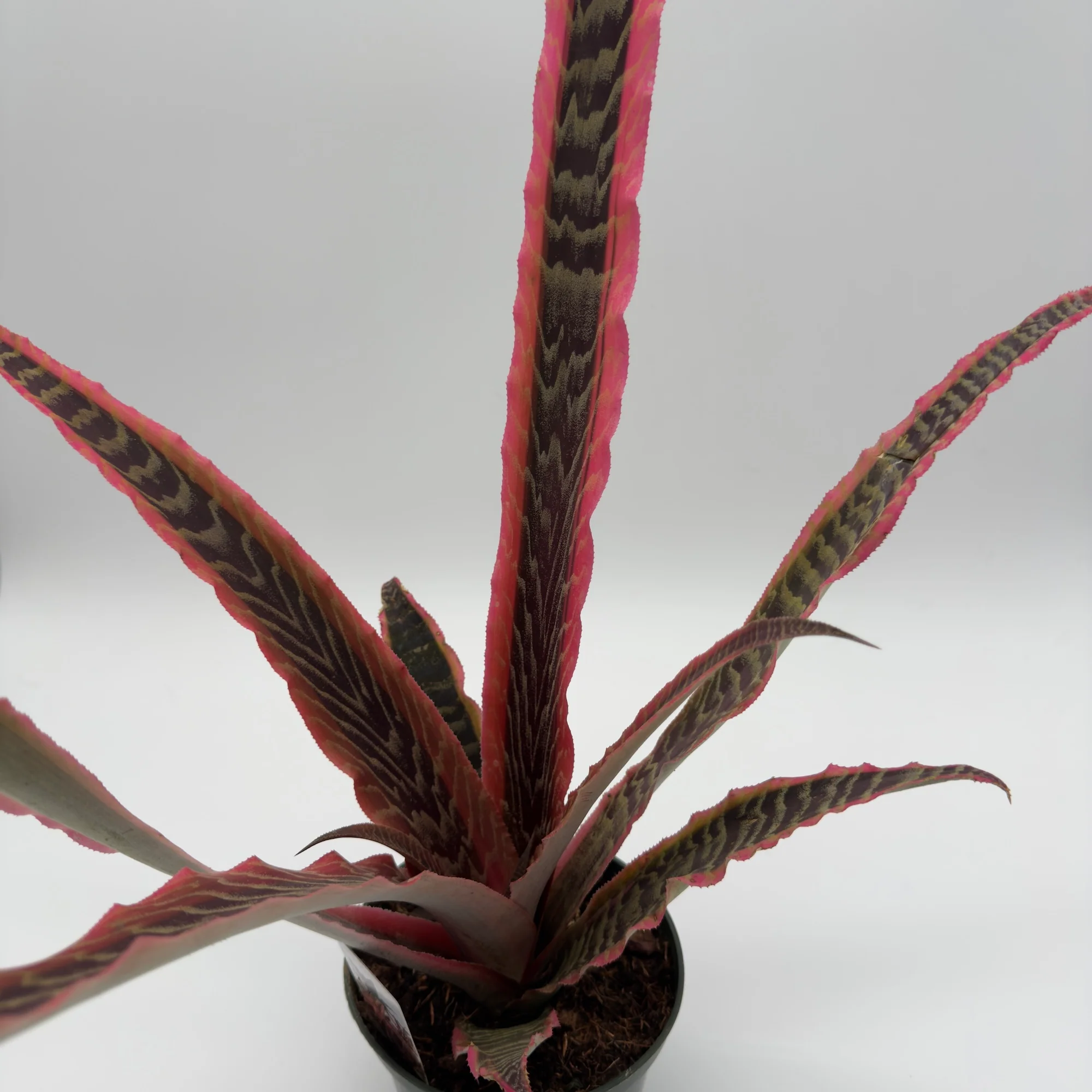 Cryptanthus Pink Earth Star