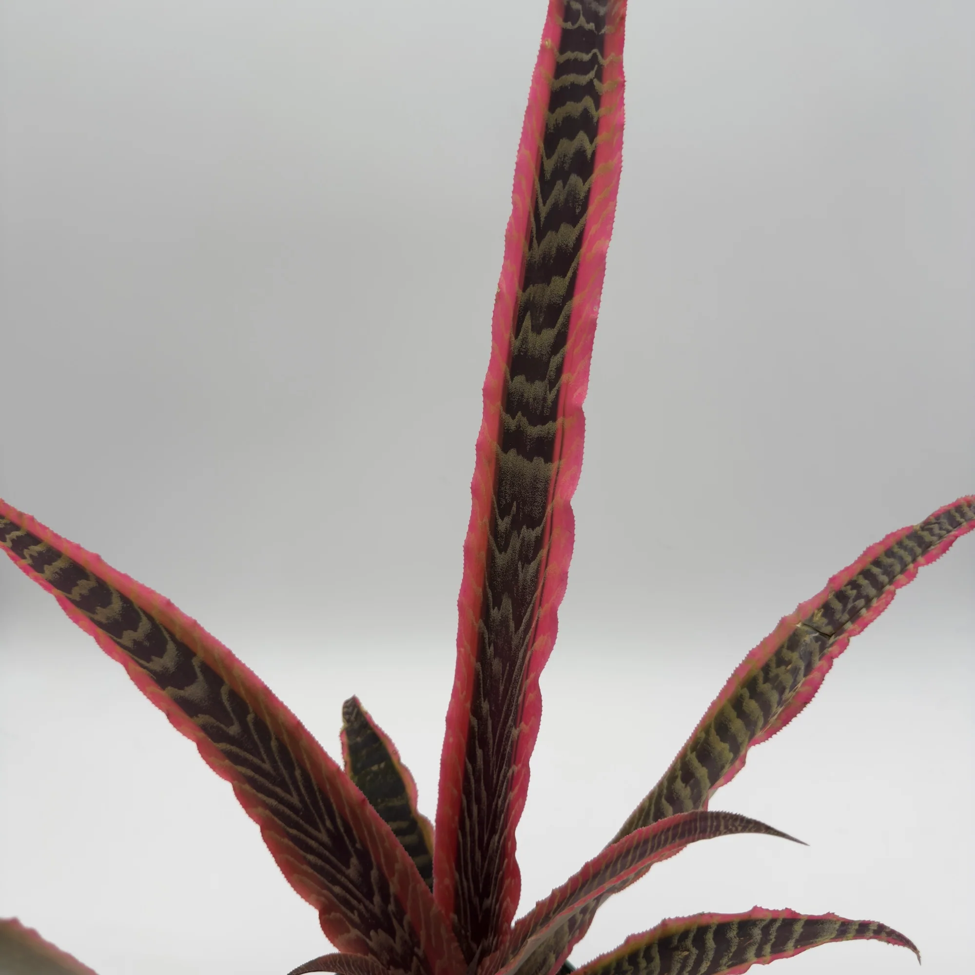 Cryptanthus Pink Earth Star - Image 2