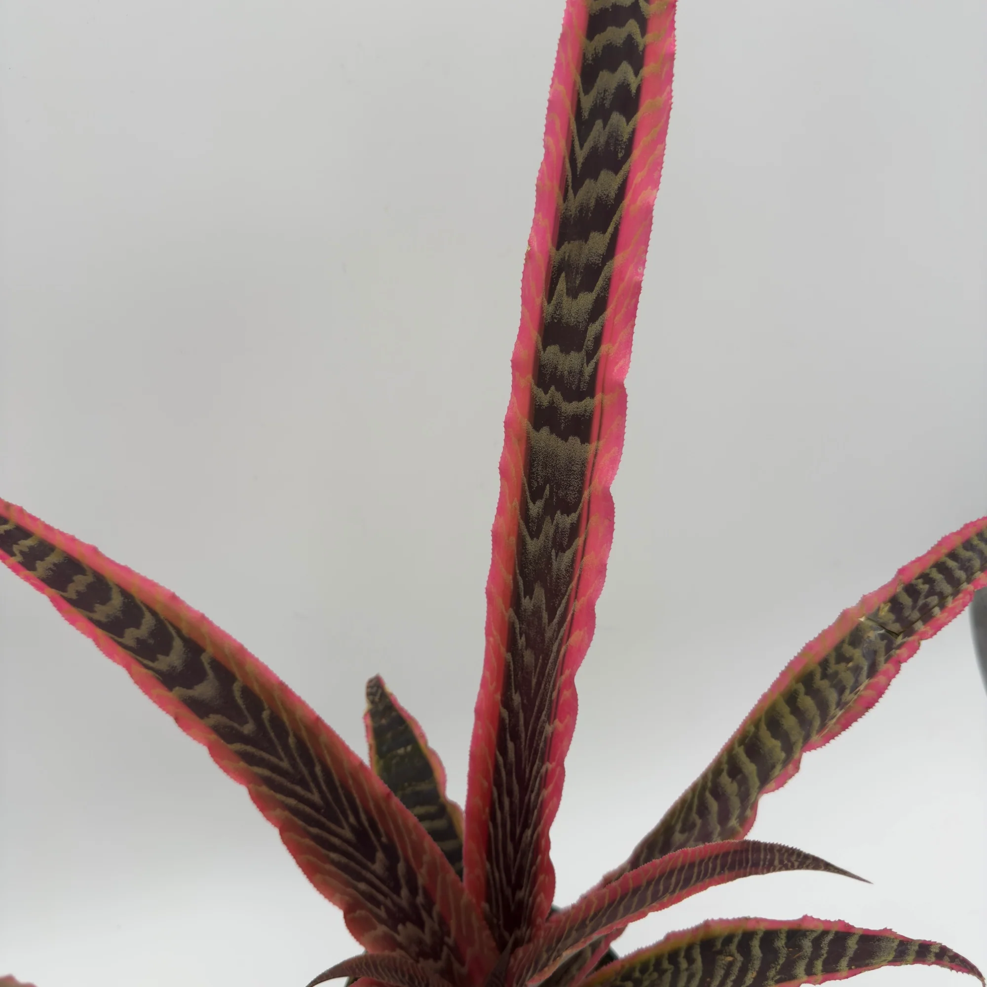 Cryptanthus Pink Earth Star - Image 3