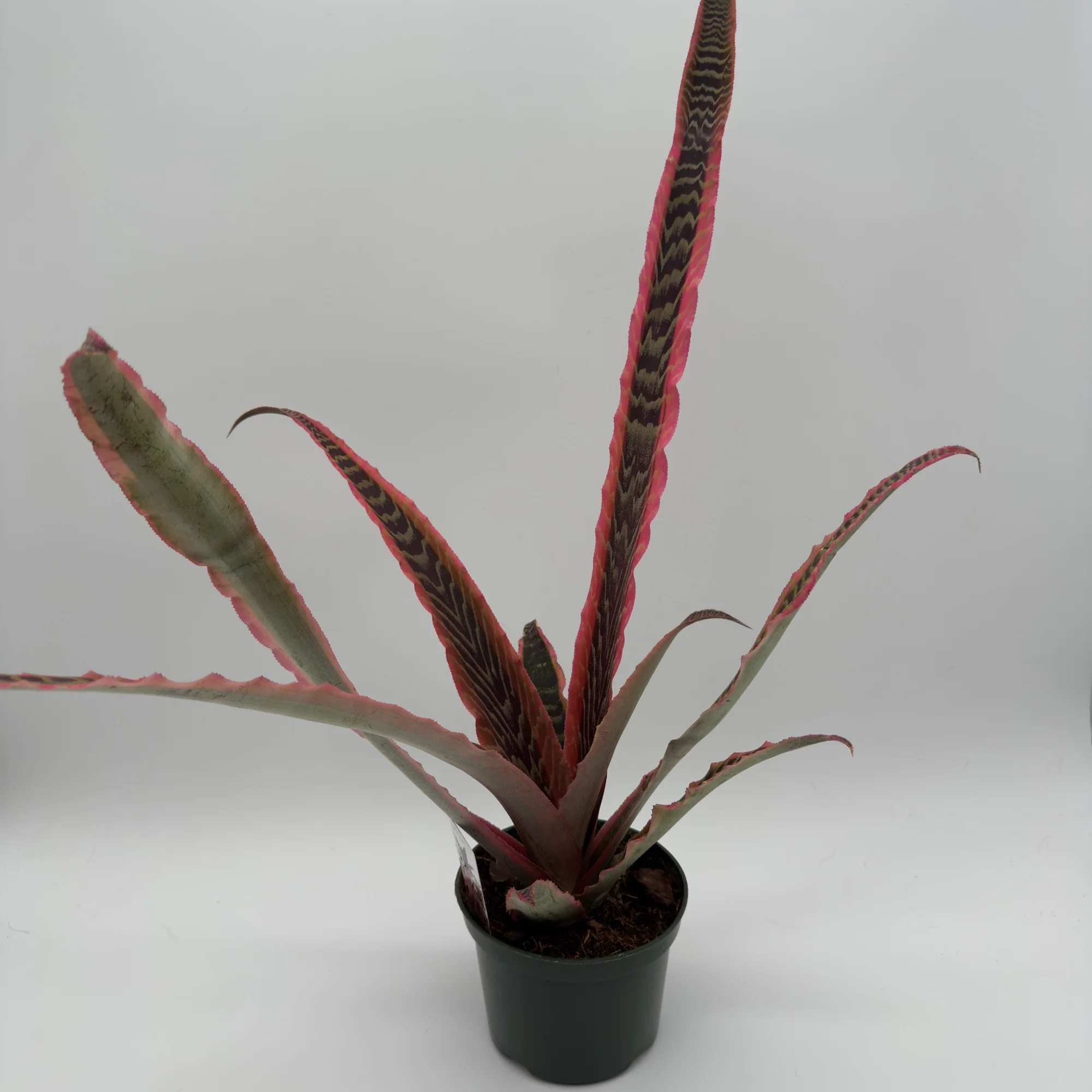 Cryptanthus Pink Earth Star - Image 4