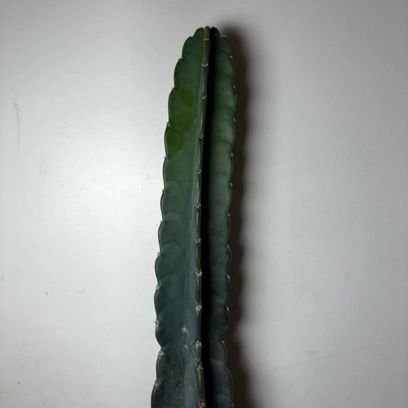 Cuddly Cactus - Image 3