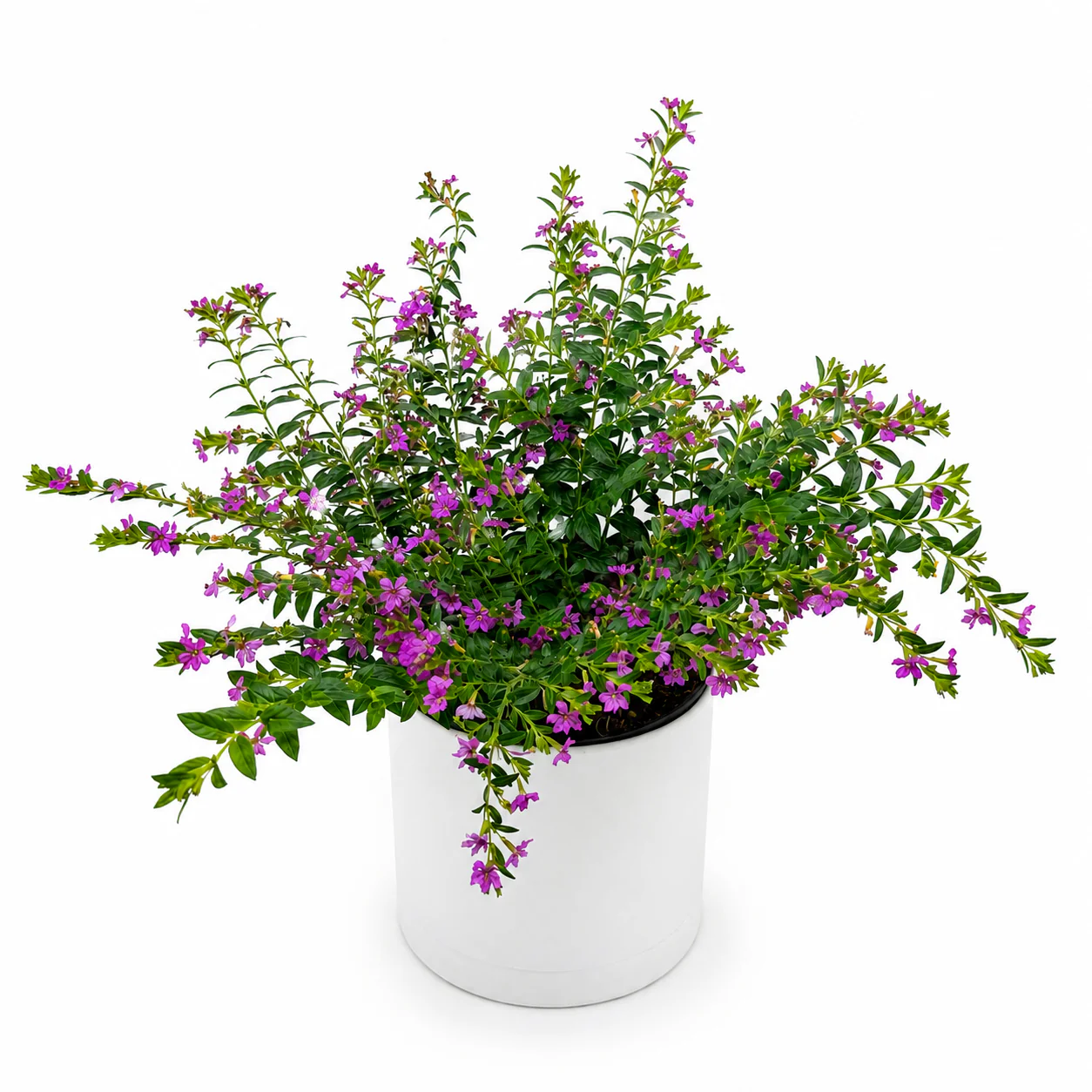 Cuphea Hyssopifolia - Image 2