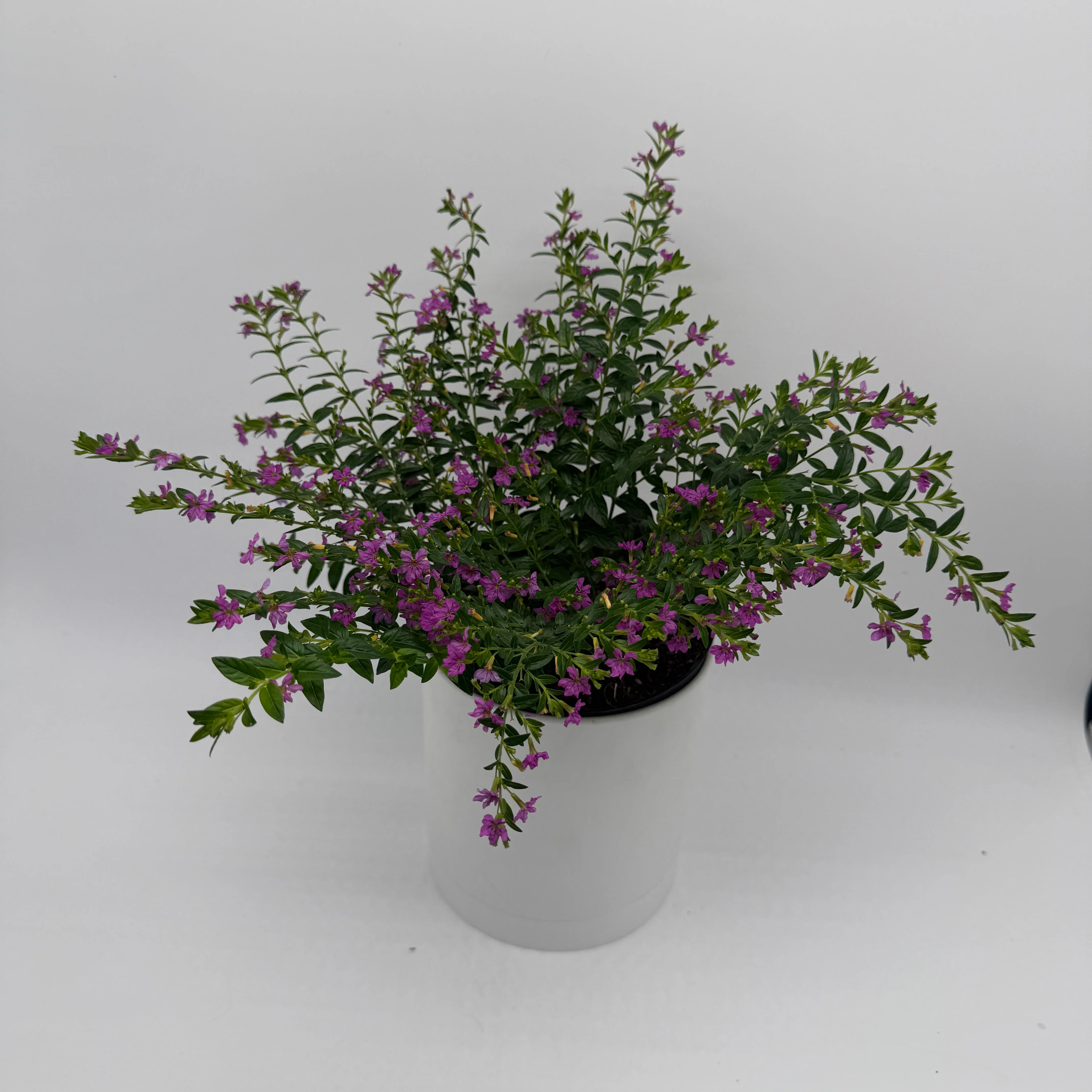 Cuphea Hyssopifolia - Image 3