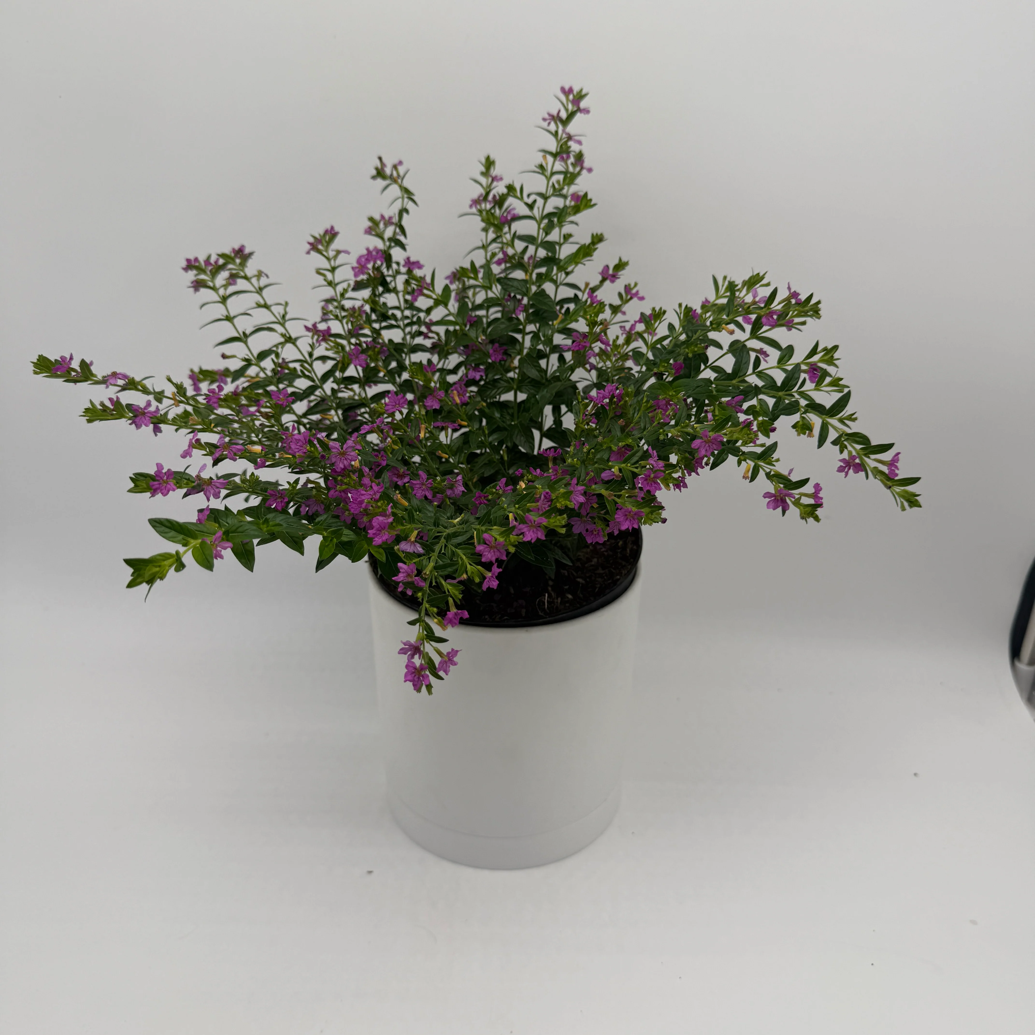 Cuphea Hyssopifolia - Image 4