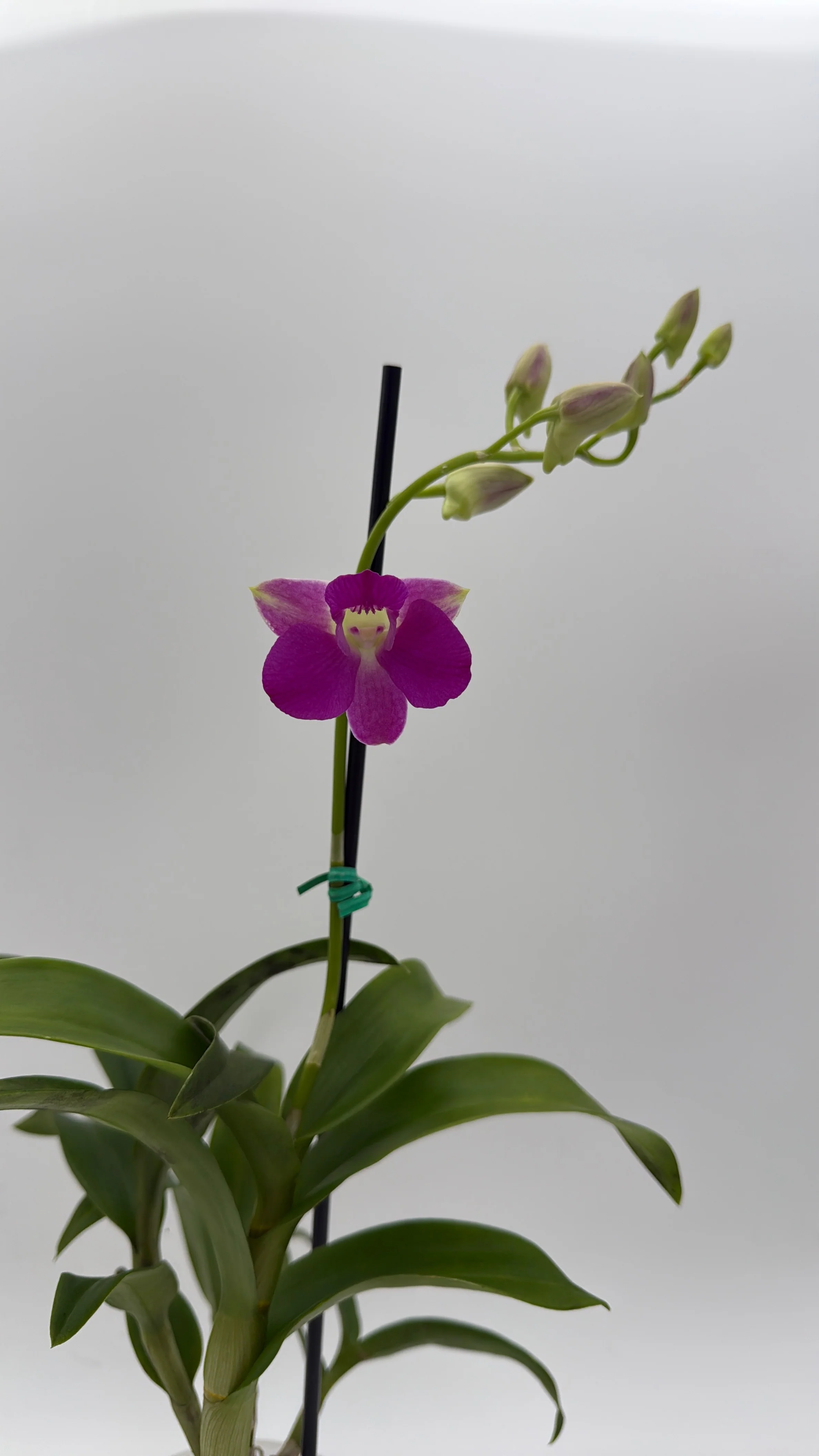 Dendrobium Orchid - Image 2
