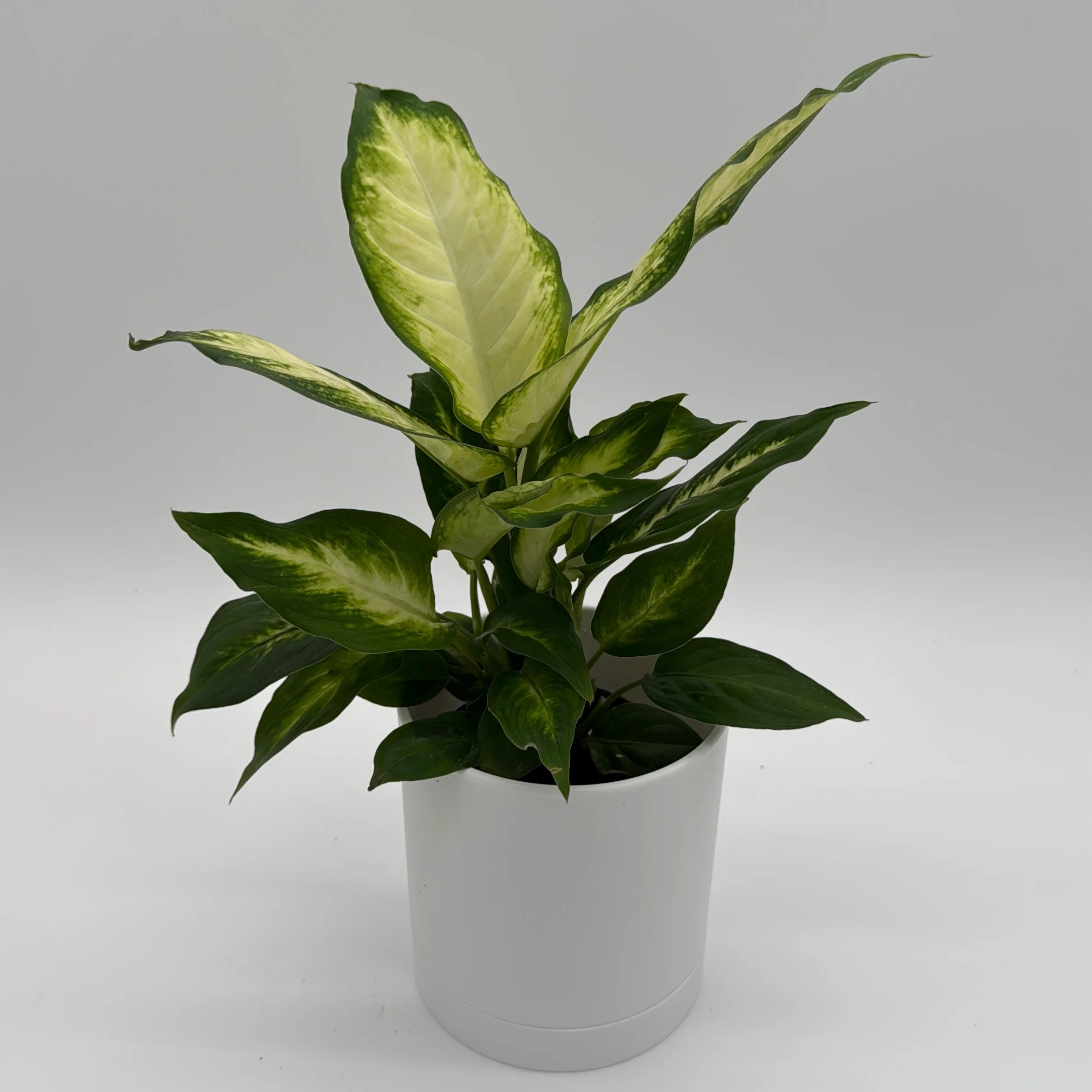 Dieffenbachia 'Camille' - Image 2