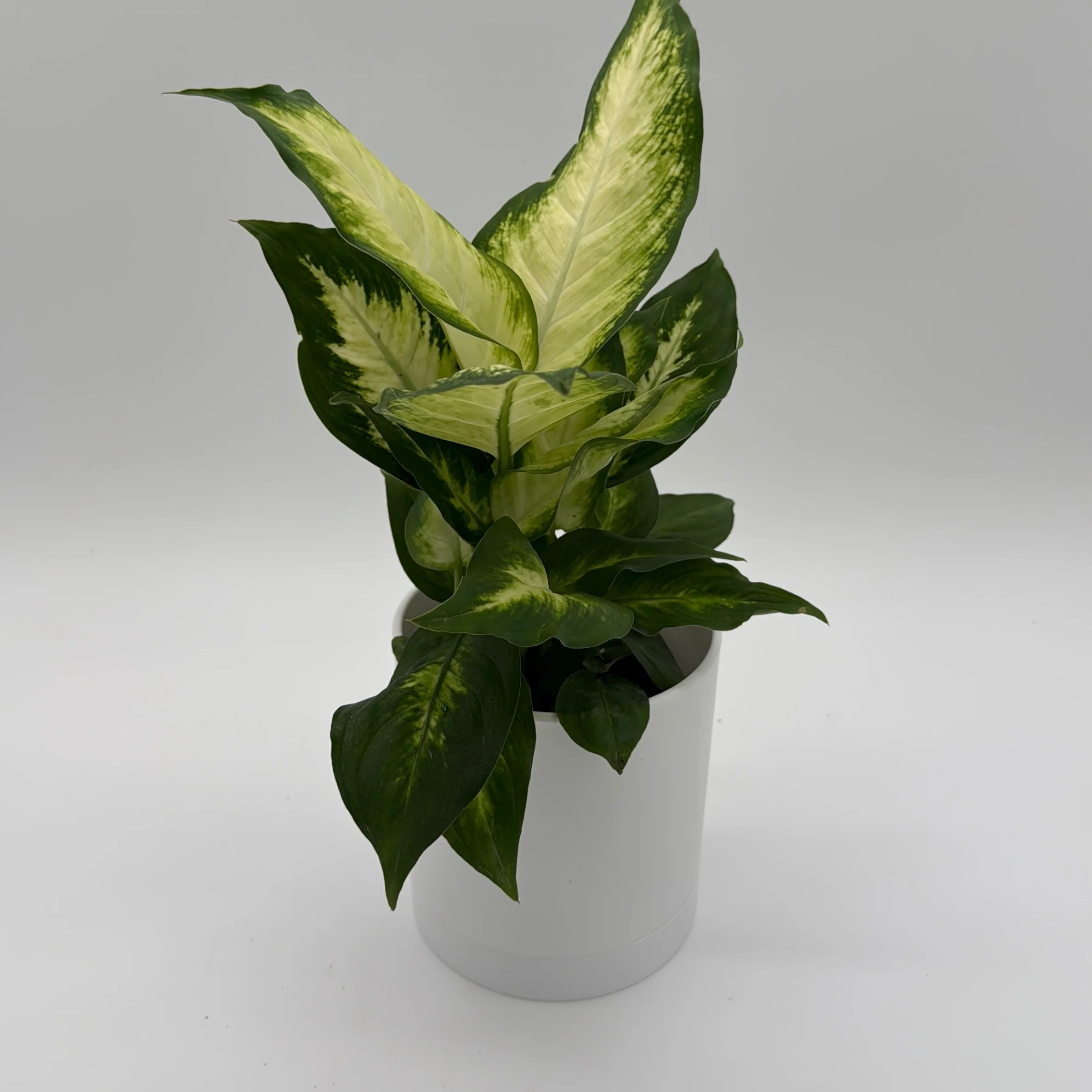 Dieffenbachia 'Camille' - Image 3