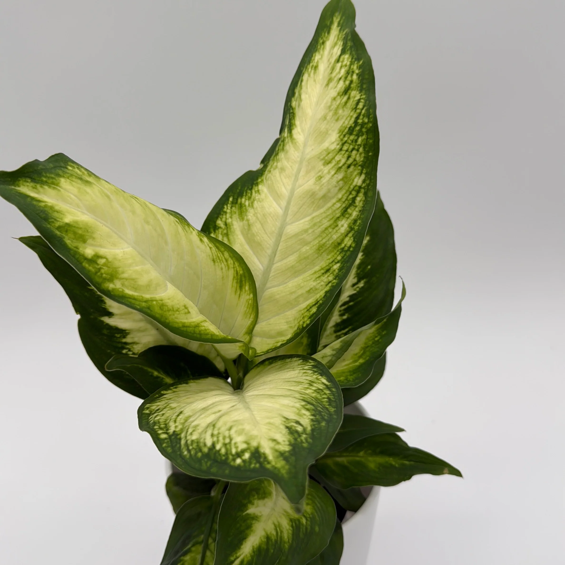 Dieffenbachia 'Camille' - Image 4