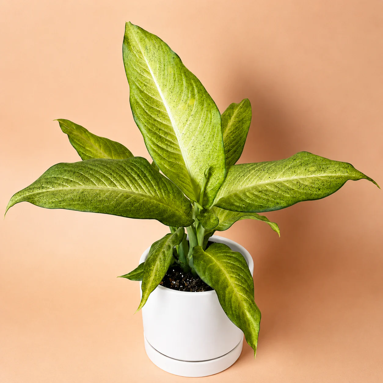 Dieffenbachia ‘Camouflage’