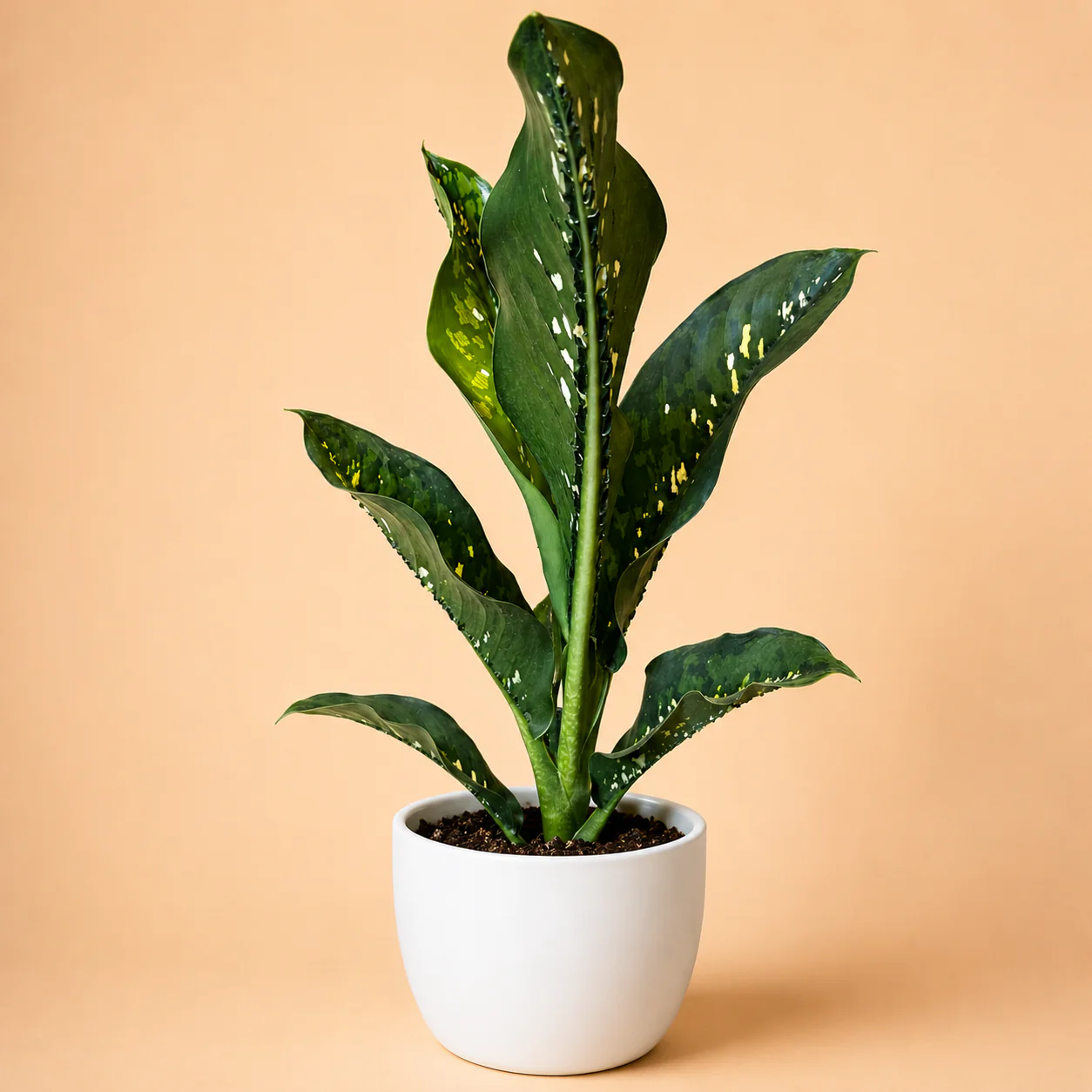 Dieffenbachia ‘Crocodile’