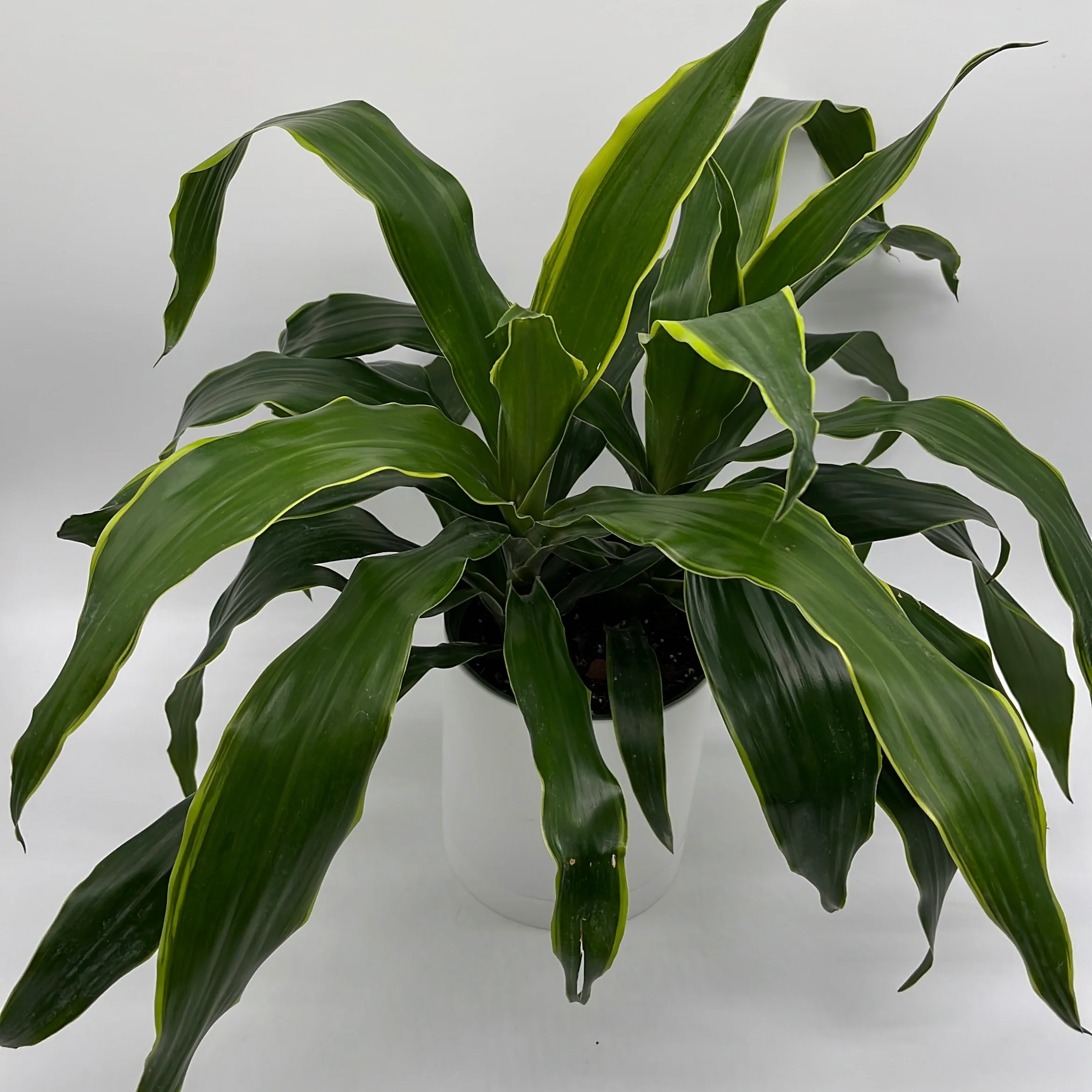 Dracaena Art