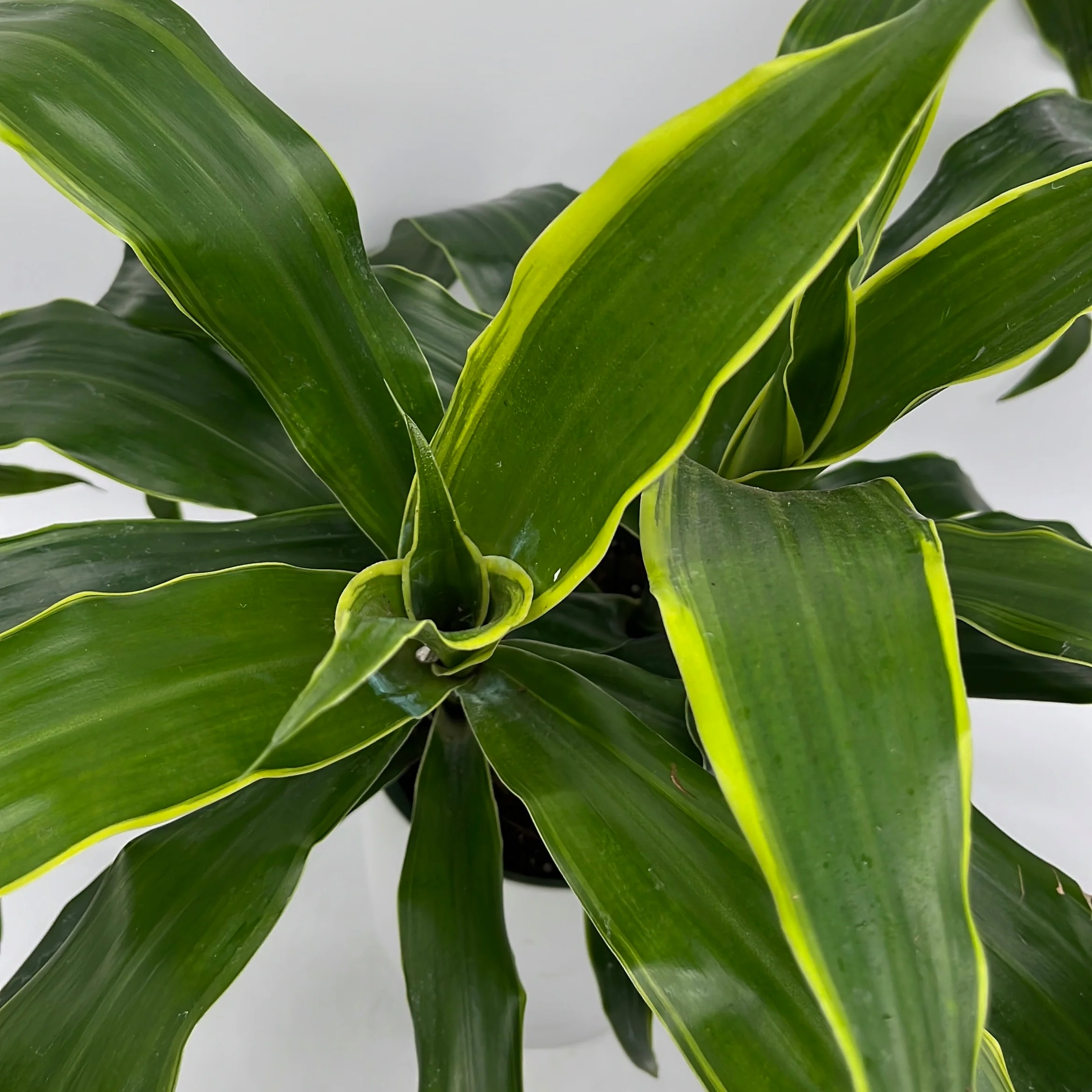 Dracaena Art - Image 2