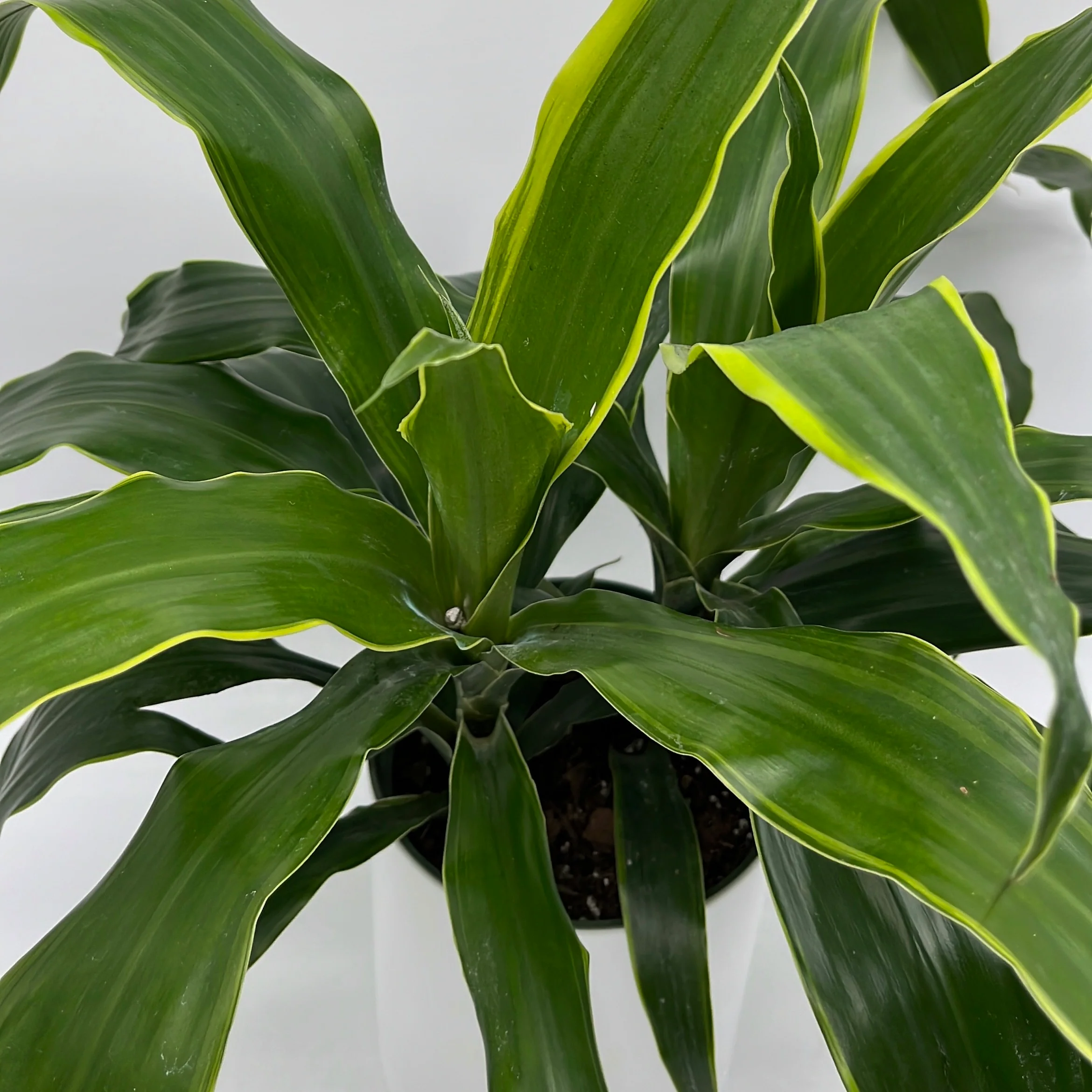 Dracaena Art - Image 3