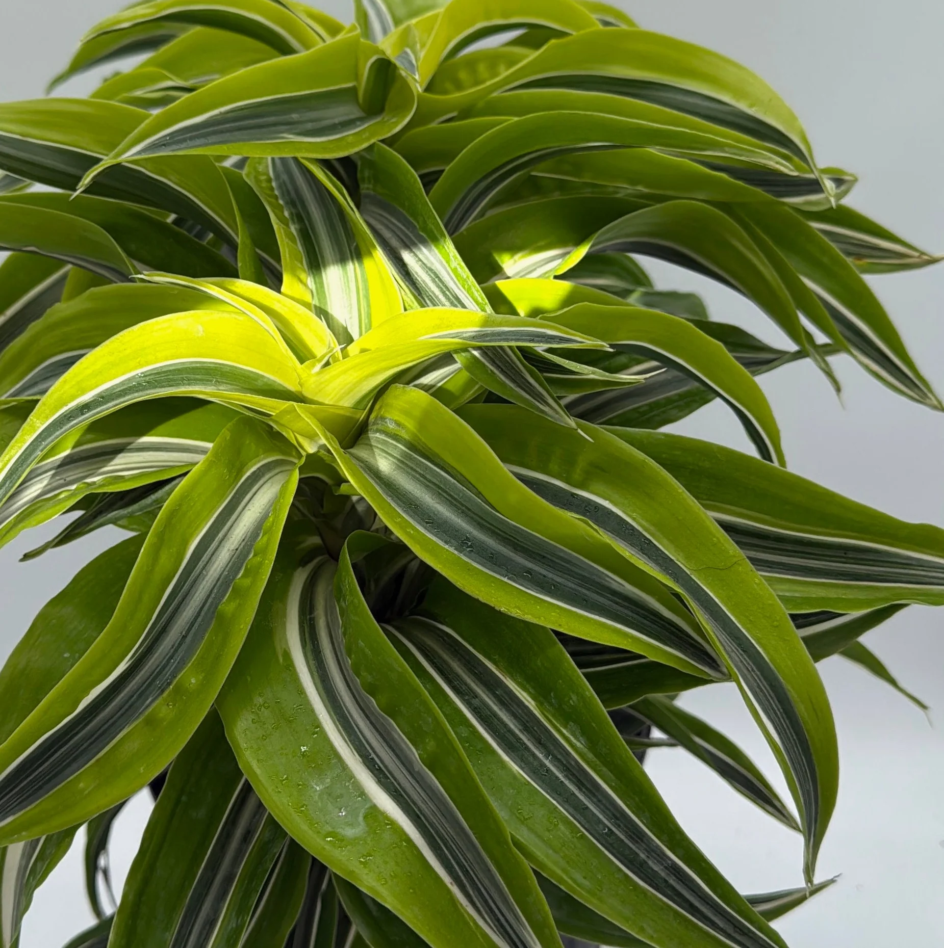 Dracaena 'Lemon Surprise' - Image 2