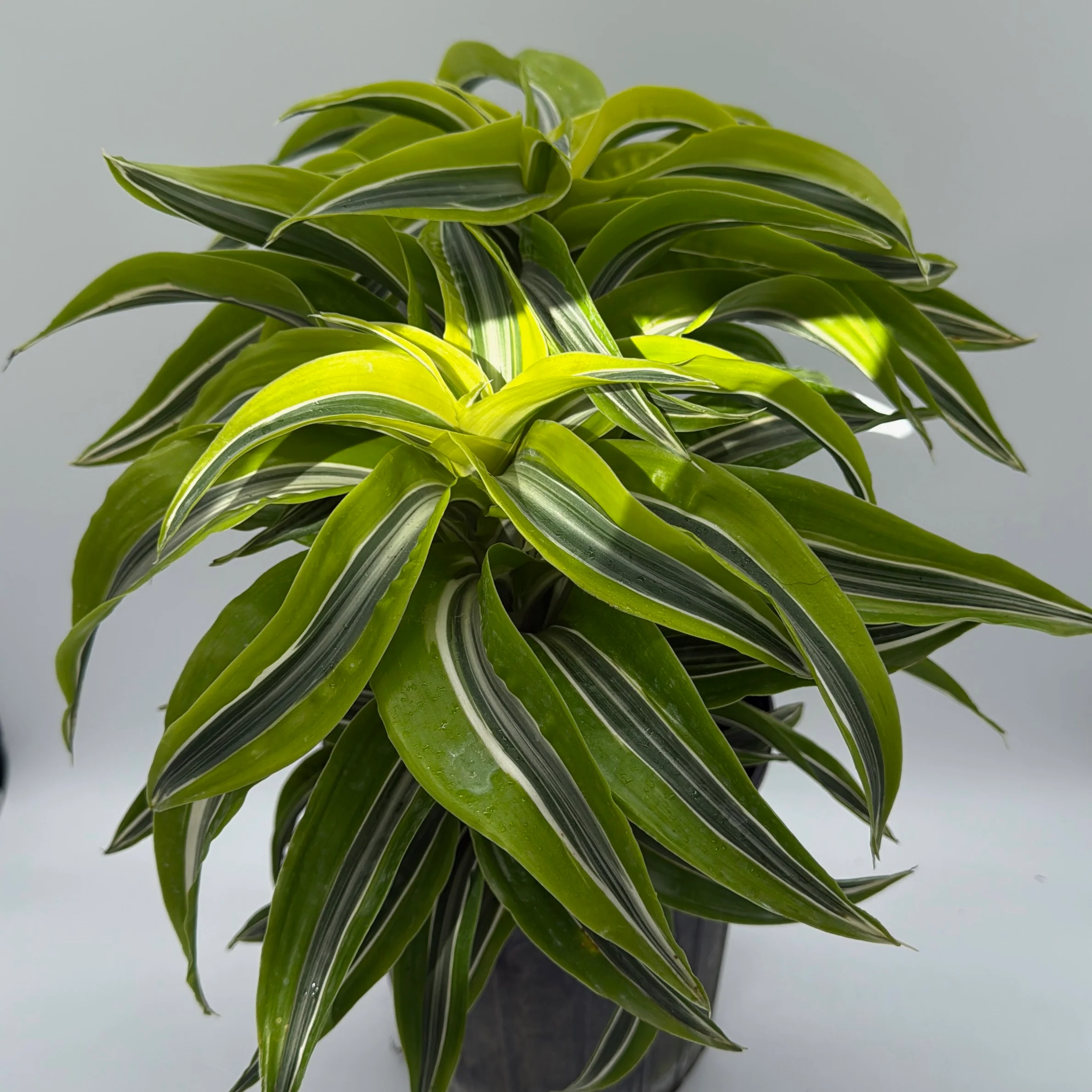 Dracaena 'Lemon Surprise' - Image 3