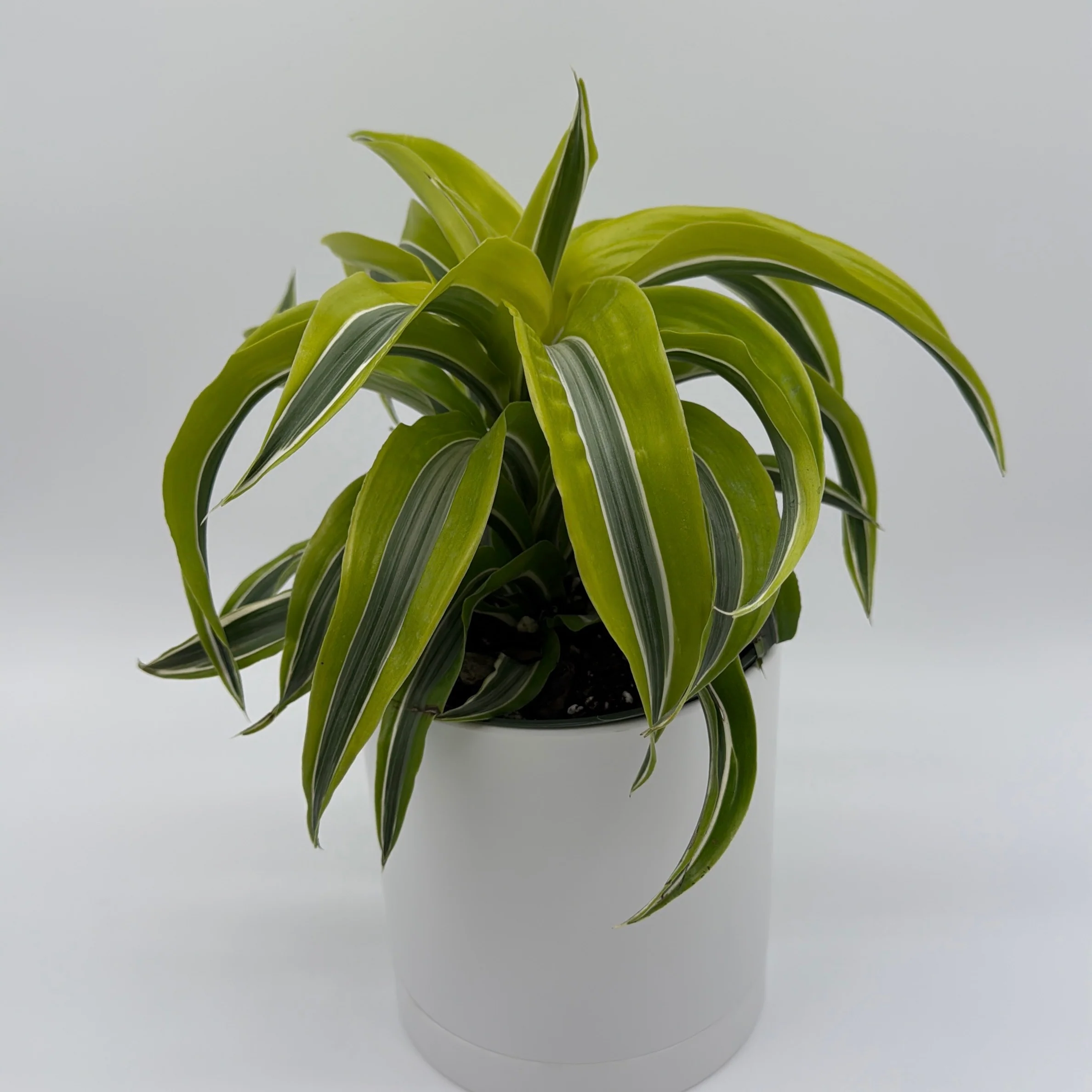 Dracaena 'Lemon Surprise' - Image 4