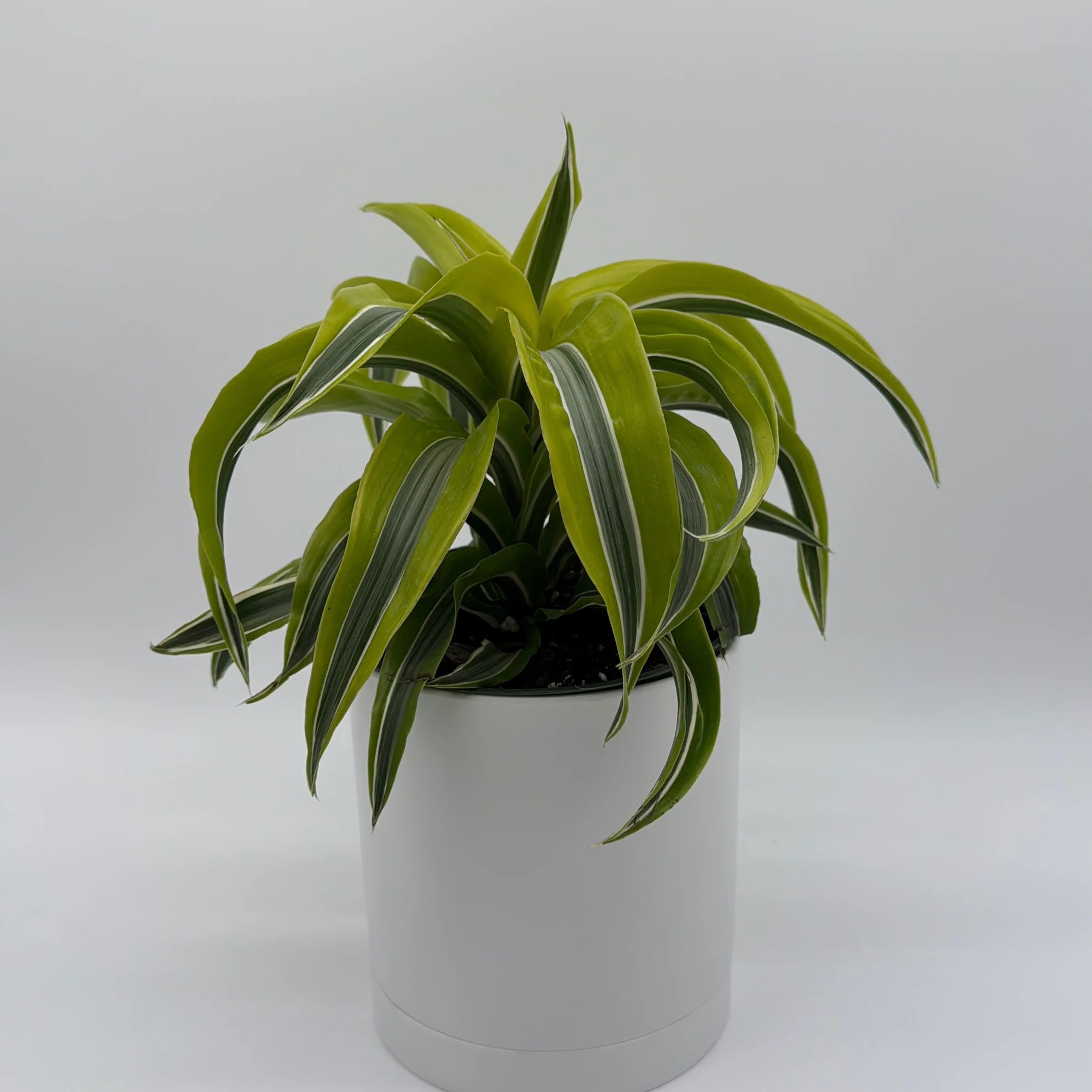 Dracaena 'Lemon Surprise' - Image 5