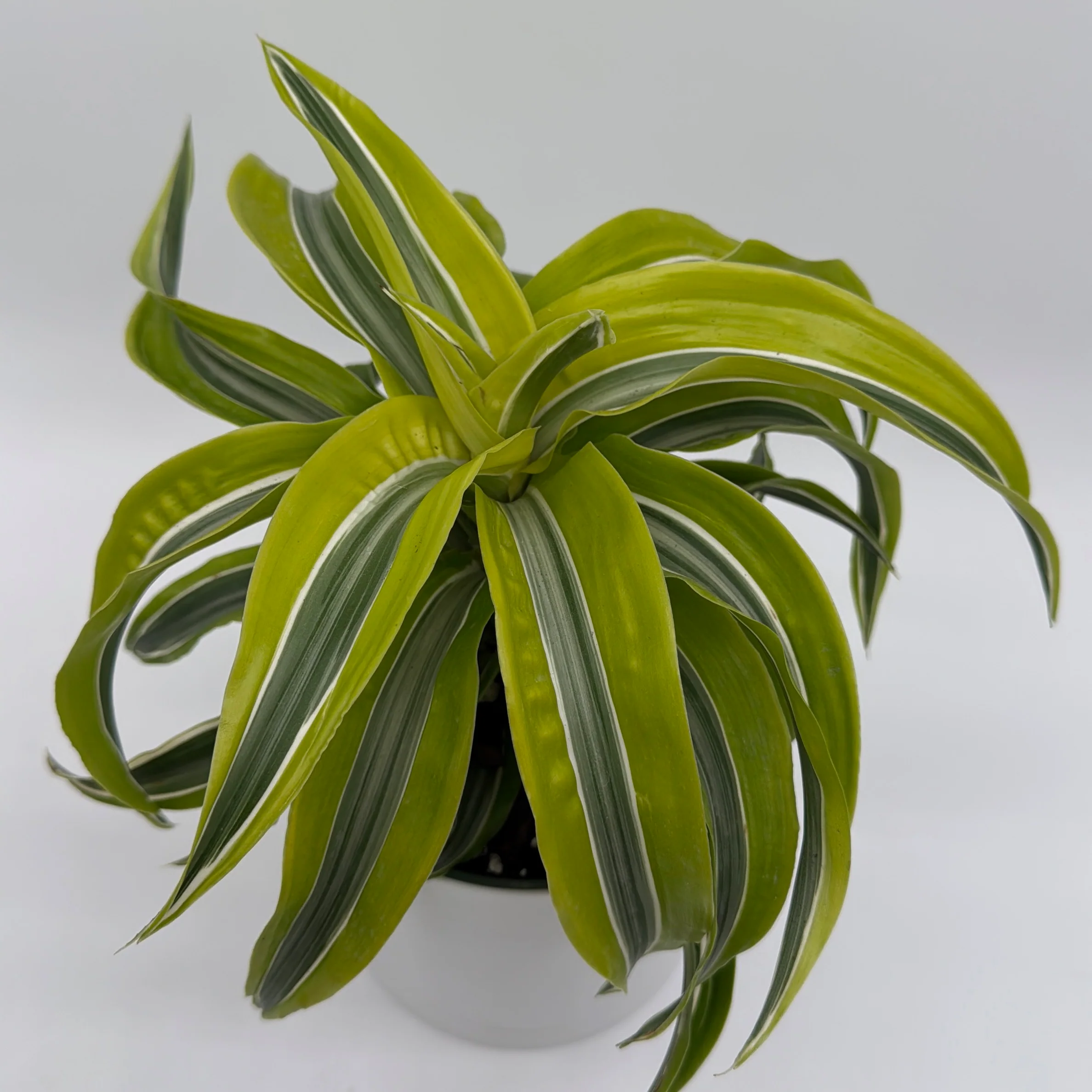 Dracaena 'Lemon Surprise' - Image 6