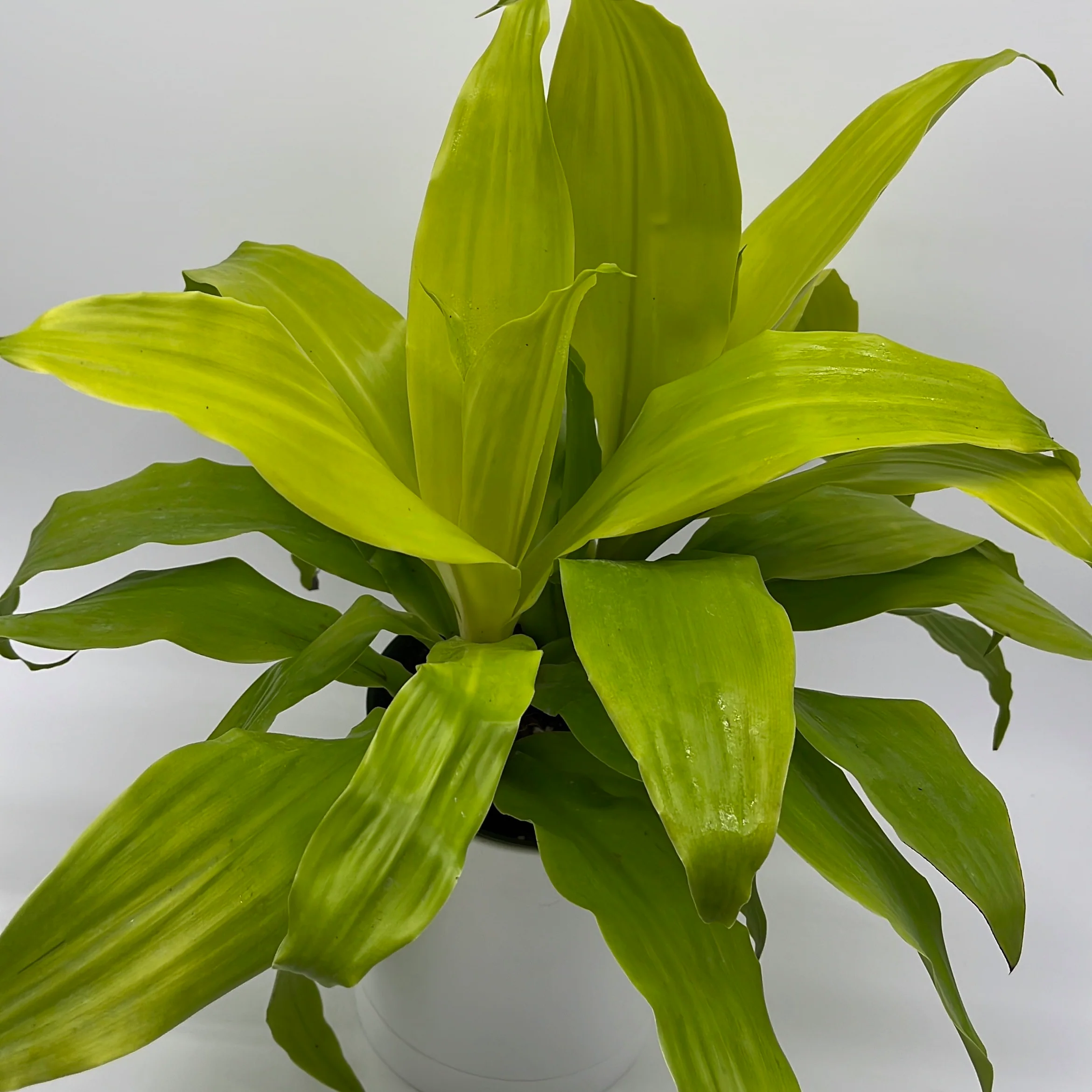Dracaena Limelight - Image 4