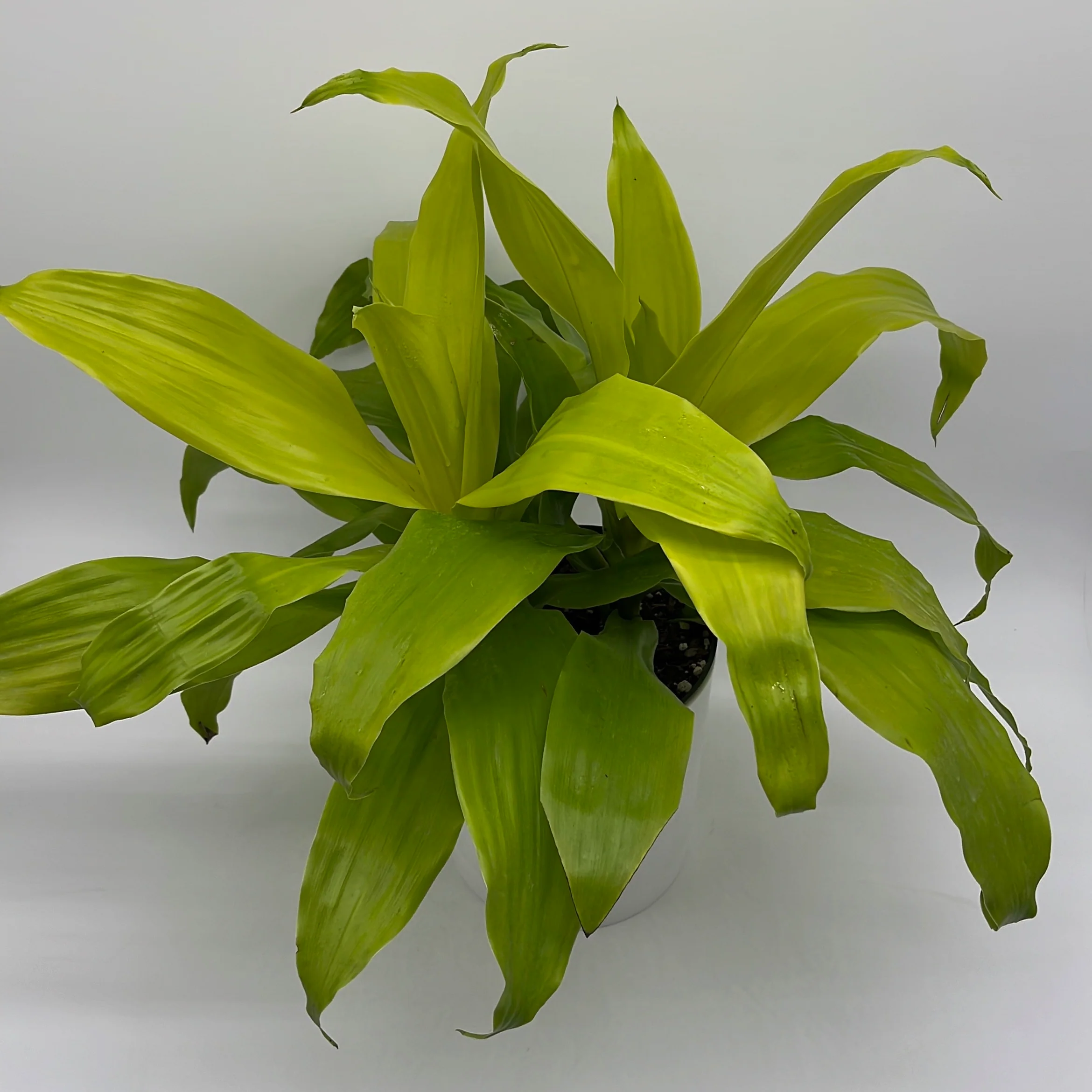Dracaena Limelight - Image 5