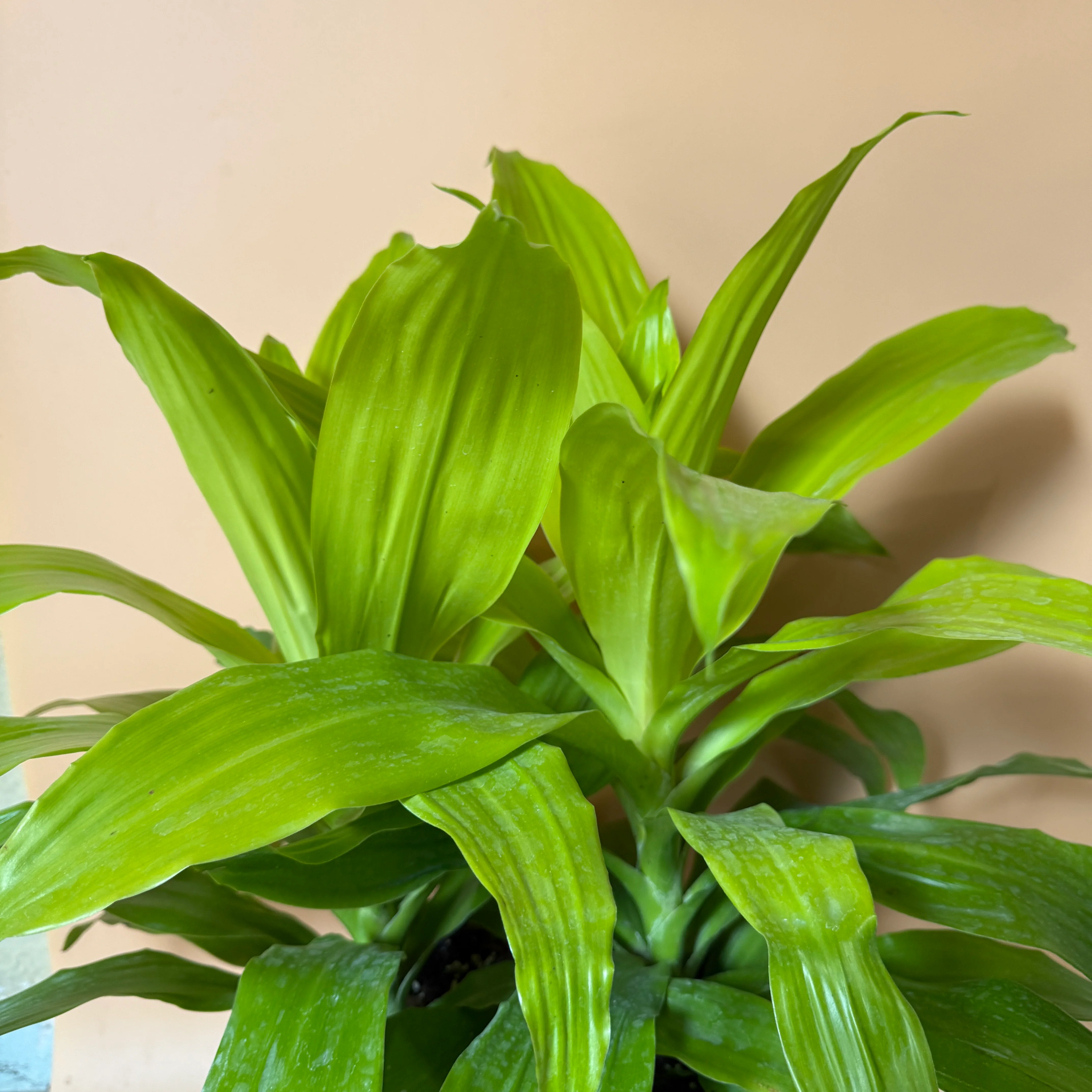 Dracaena Limelight - Image 6