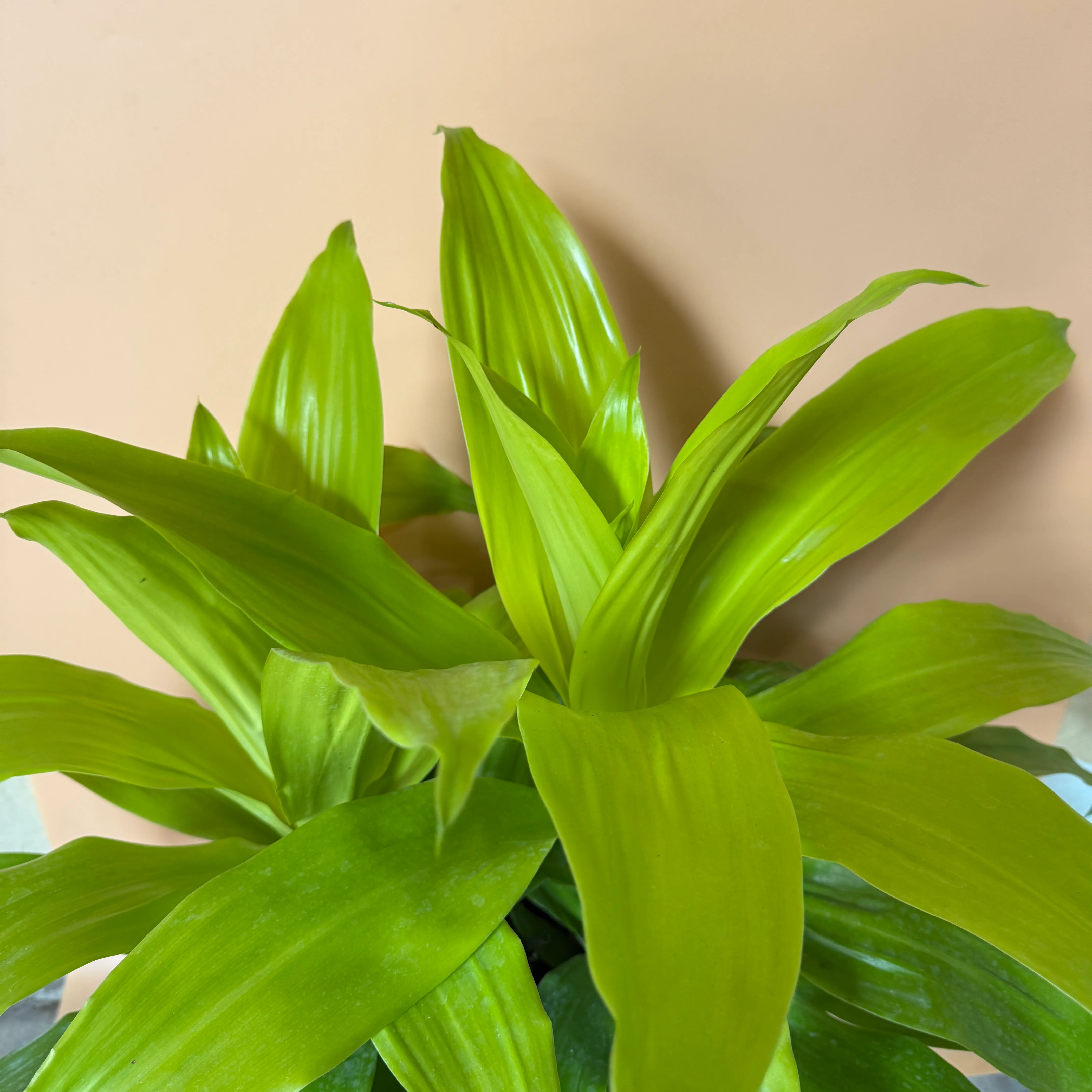 Dracaena Limelight - Image 7