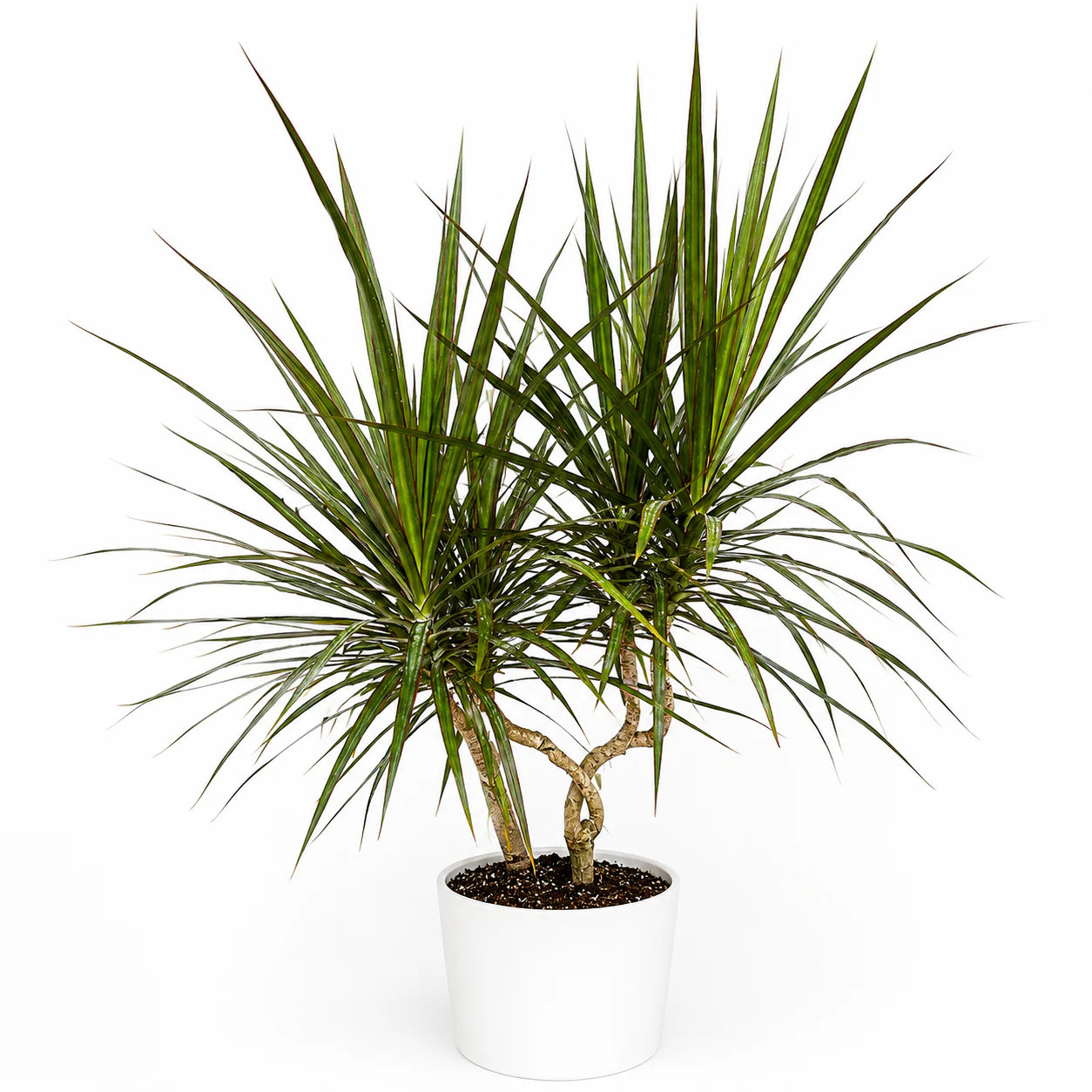 Dracaena Marginata 'Candelabra'