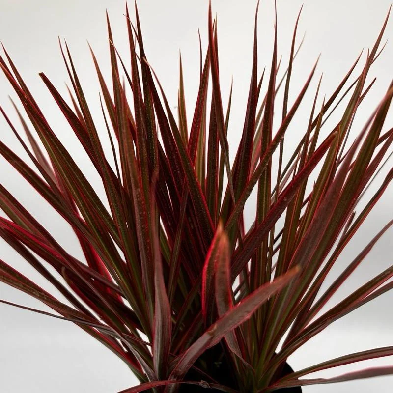 Dracaena Marginata 'Colorama' - Image 2